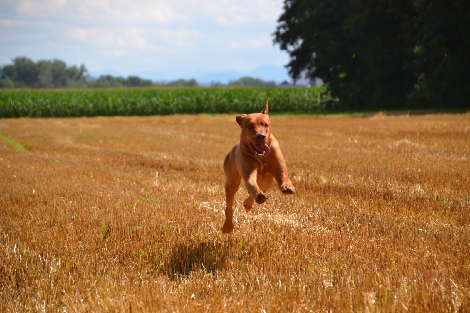 Nikon D3100 sample photo. Dog, guard dog, purebred photography
