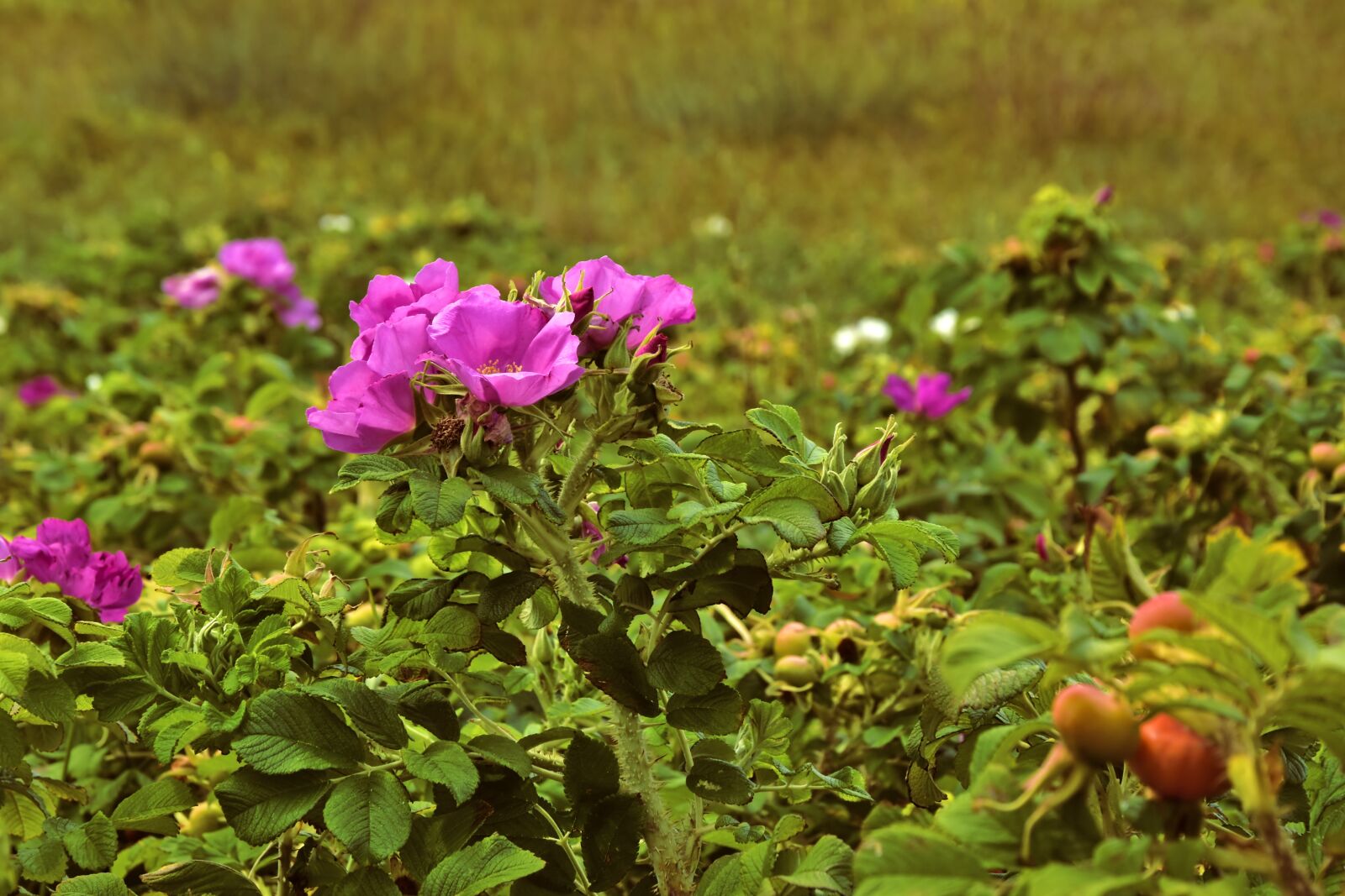 Nikon D5600 sample photo. Wild rose, bush rose photography