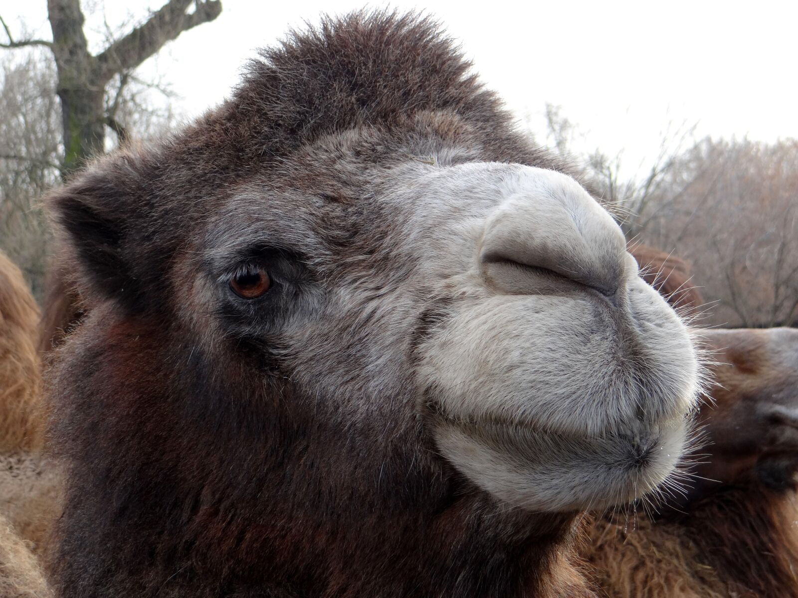 Sony DSC-HX200V sample photo. Wild bactrian camels, baktrian photography