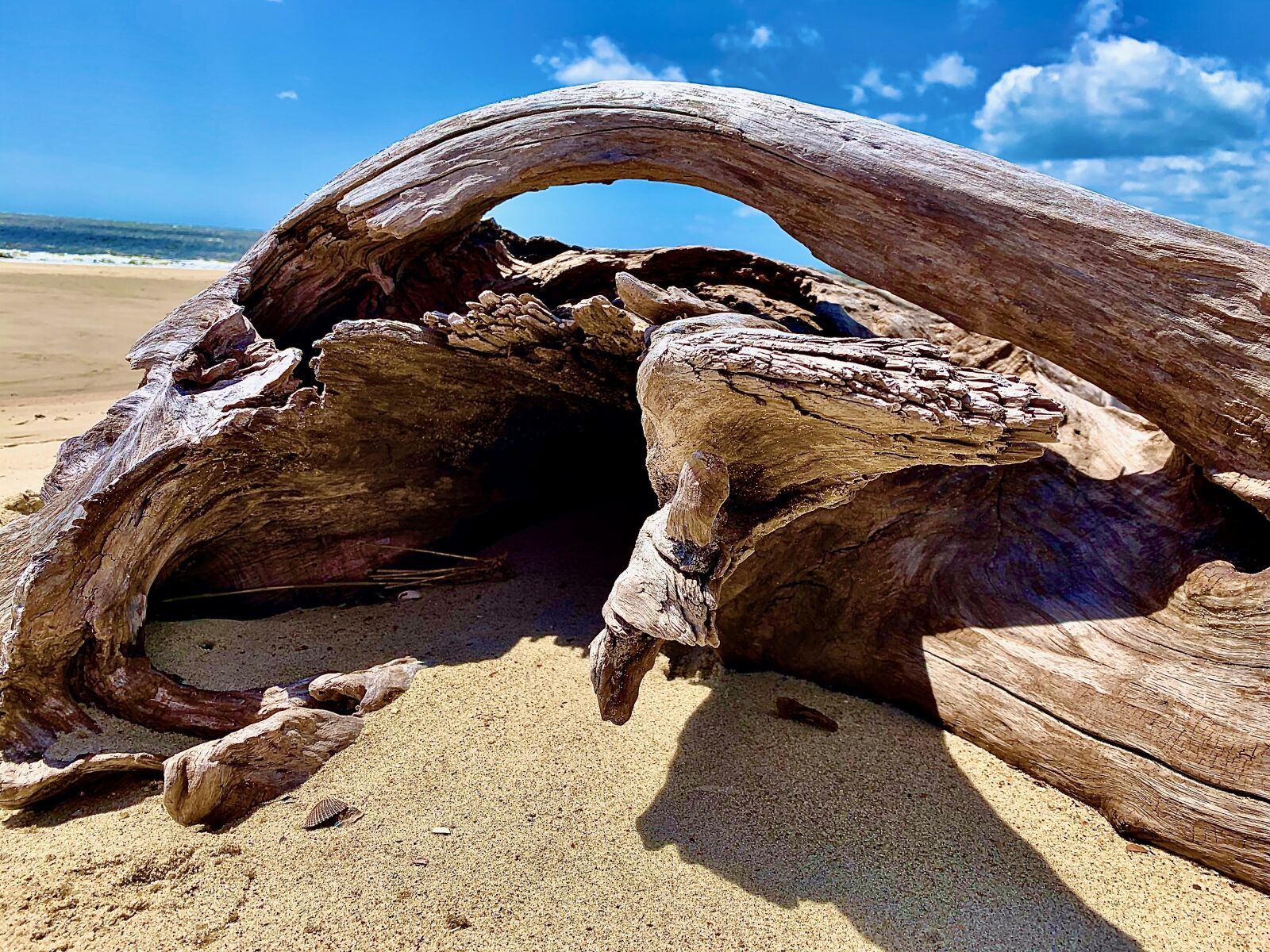 Apple iPhone XR sample photo. Driftwood, beach, sky photography
