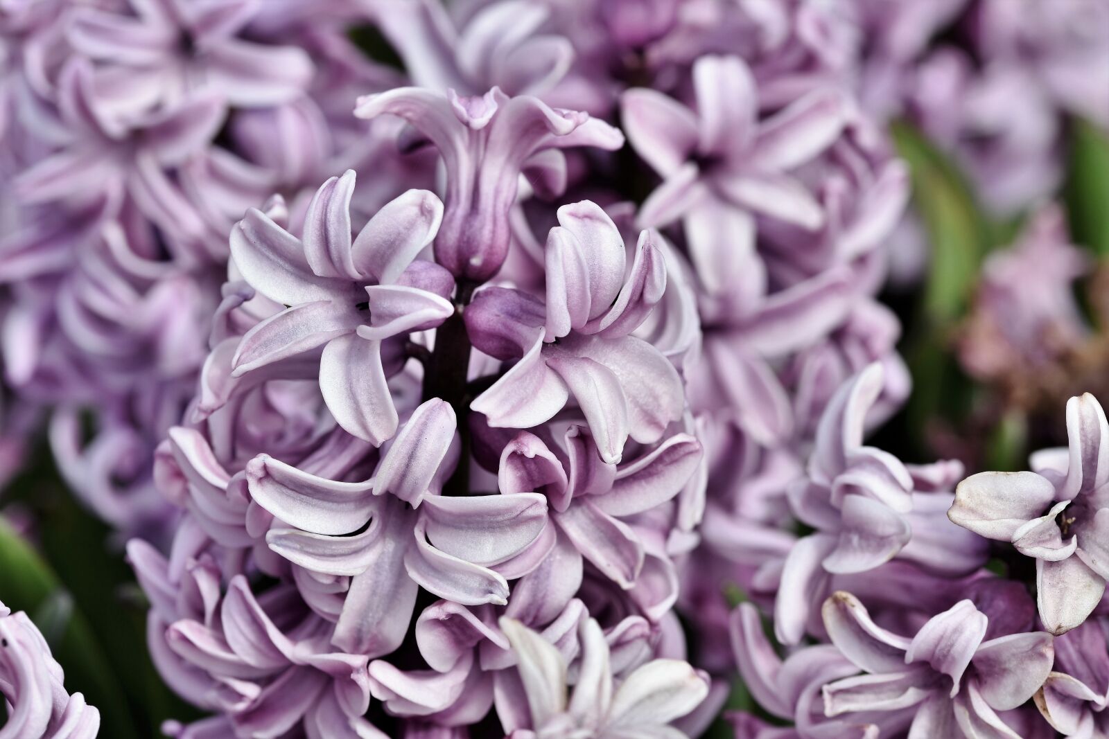 Nikon D7200 sample photo. Hyacinth, flowers, spring flower photography