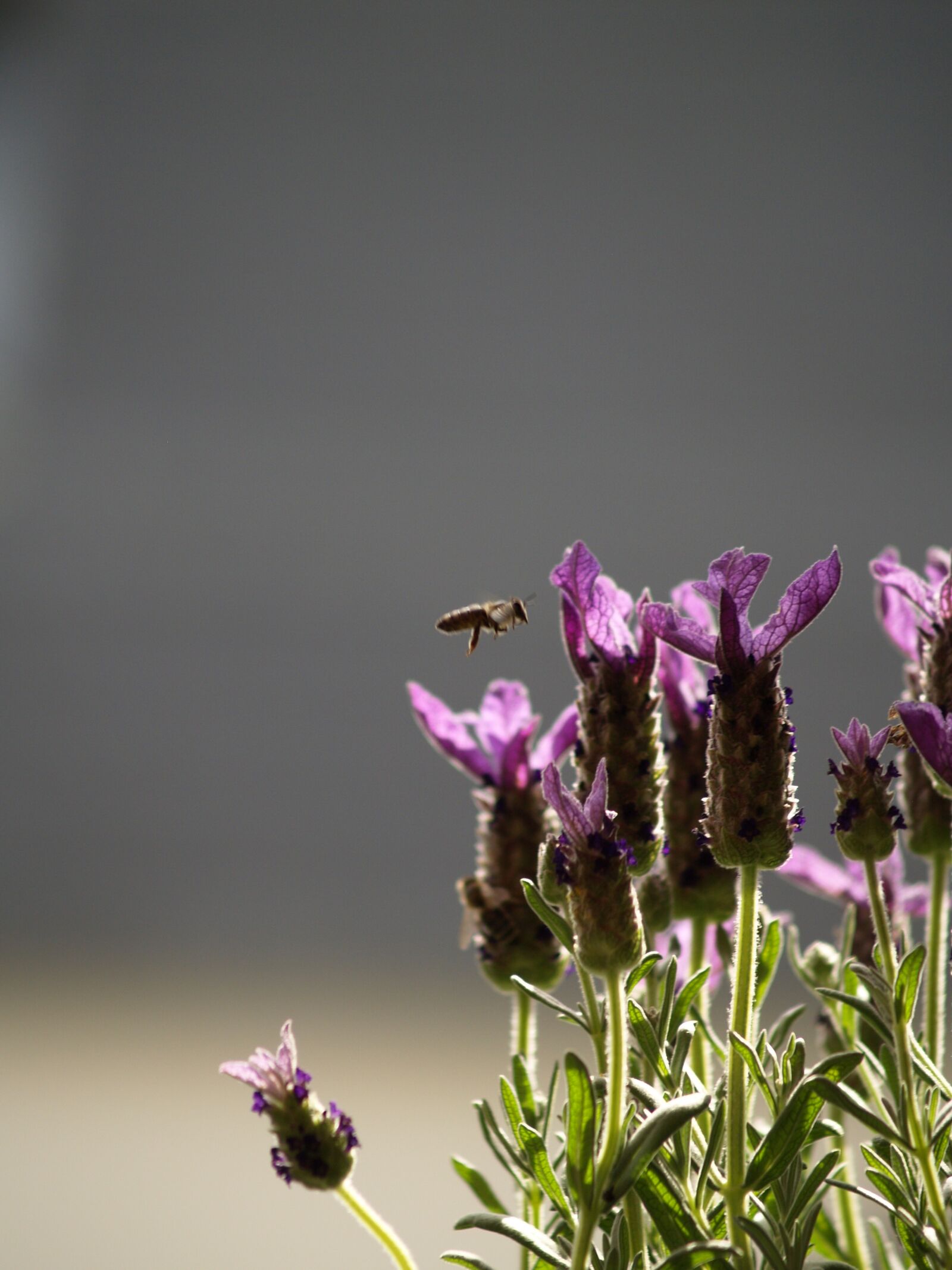 Olympus E-500 (EVOLT E-500) sample photo. Bee, in flight, lavender photography