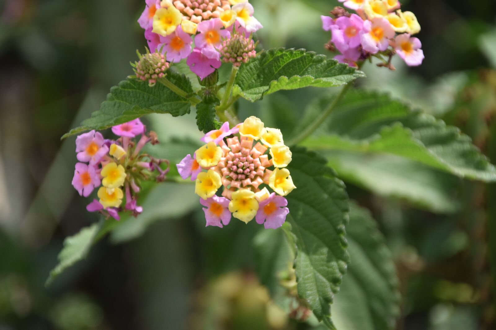 Nikon D3300 sample photo. Flower, macro, nature photography