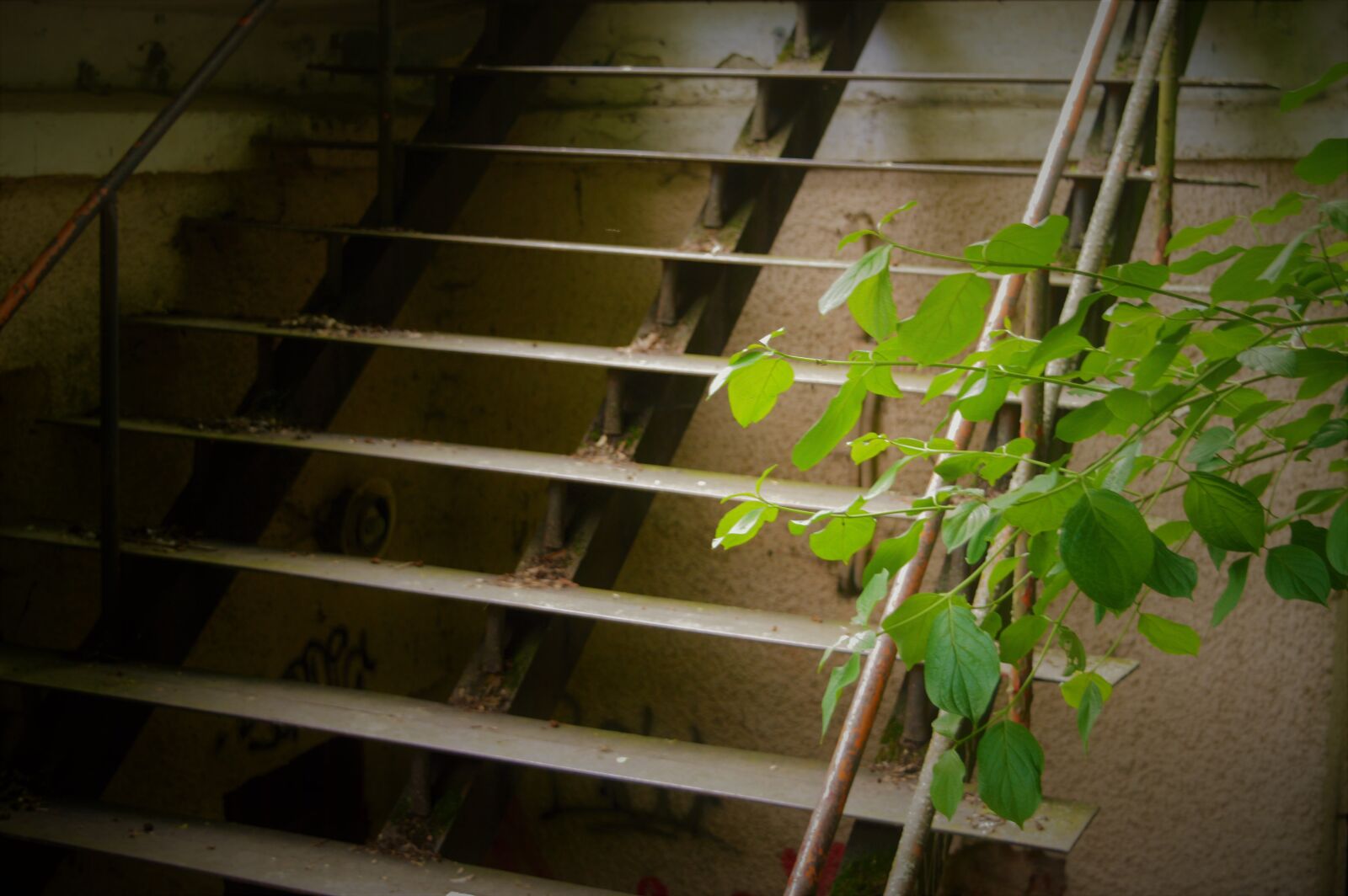 Nikon D3200 sample photo. Leaf, stairs, tree photography