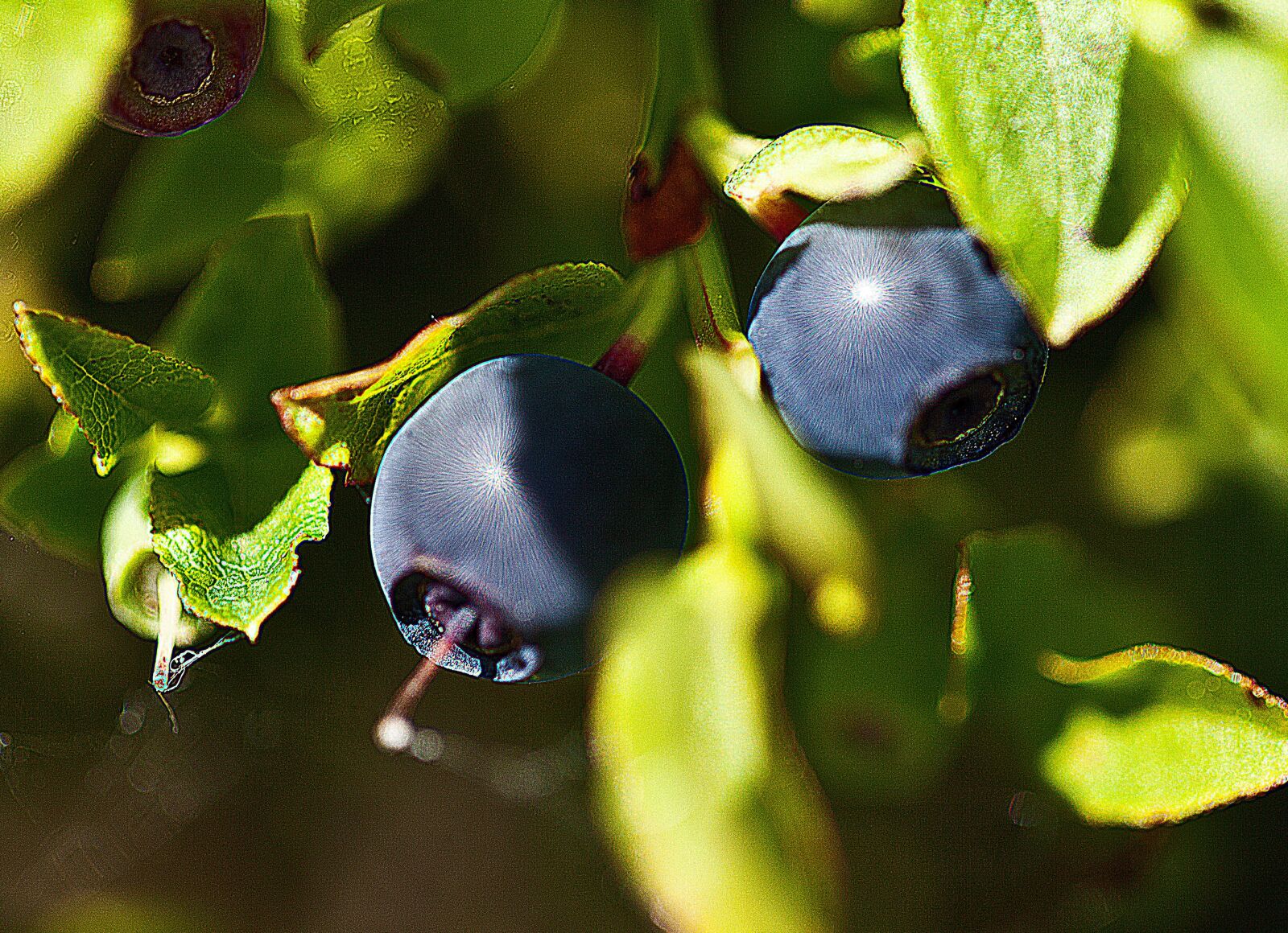 Canon EOS 5D Mark II sample photo. Berries, undergrowth, fruit photography