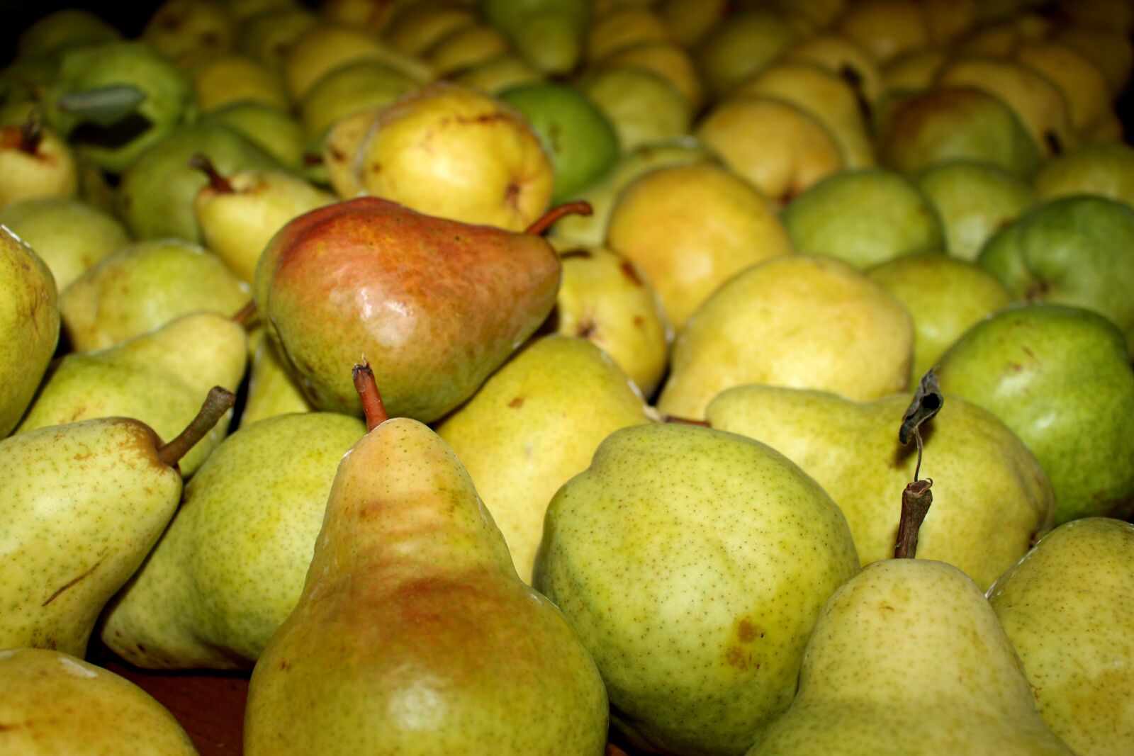 Canon EOS 700D (EOS Rebel T5i / EOS Kiss X7i) sample photo. Pears, spring, summer photography