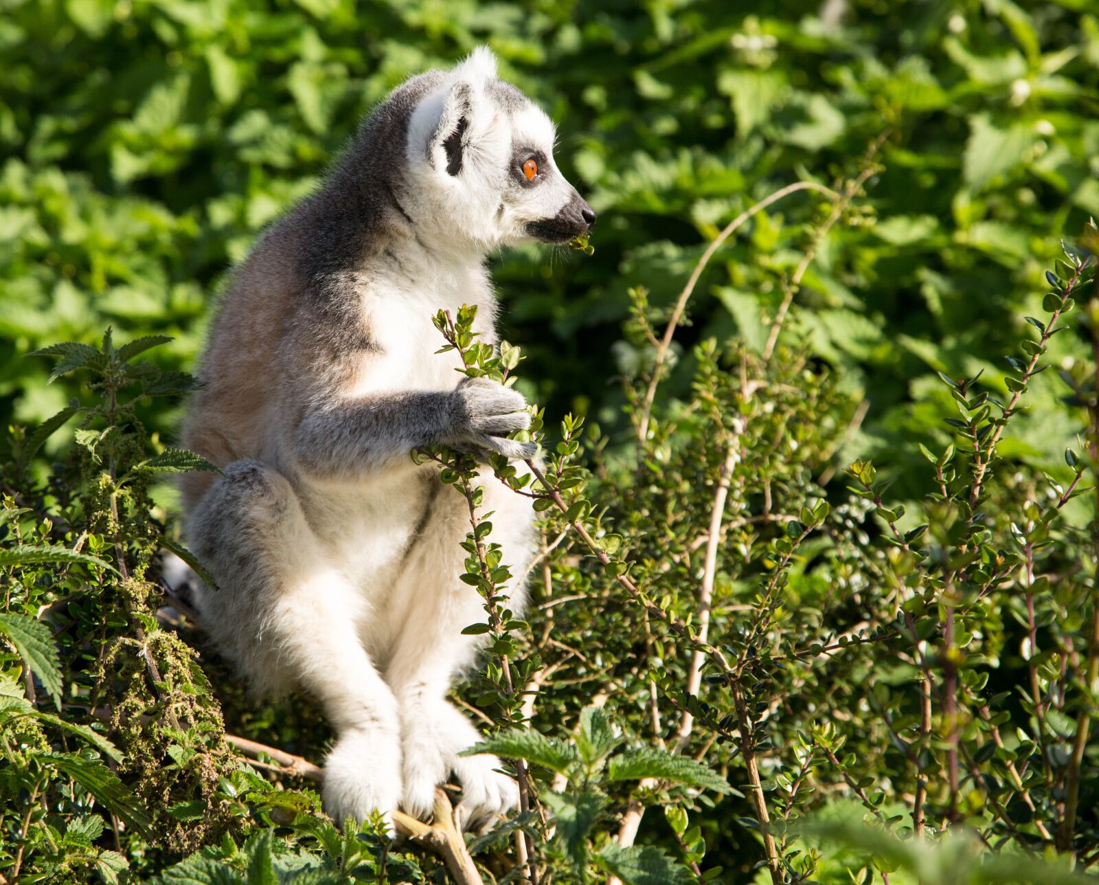 Canon EF 24-105mm F4L IS USM sample photo. Lemur, animal, wild photography