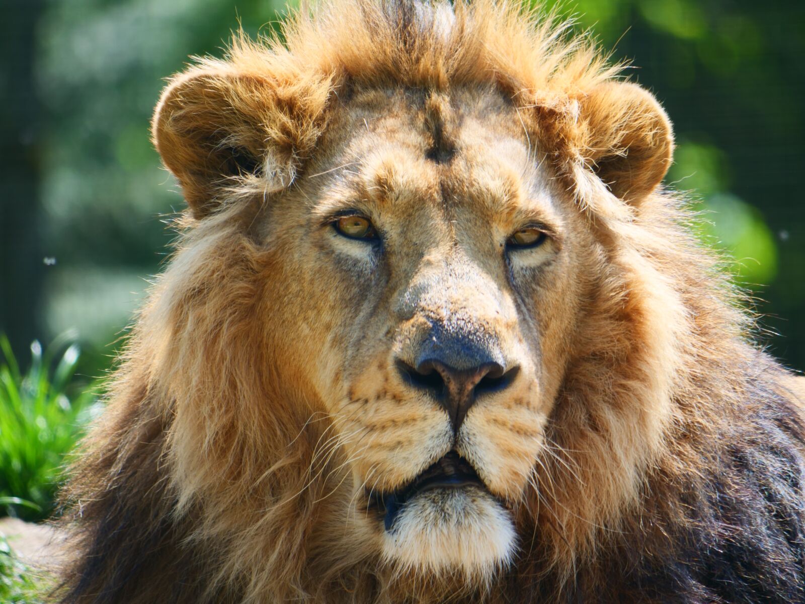 Panasonic Lumix DC-G9 sample photo. Lion, big cat, animal photography