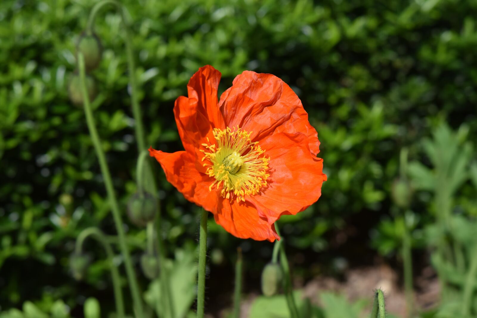 Nikon D5600 sample photo. Flower, poppy flower, garden photography