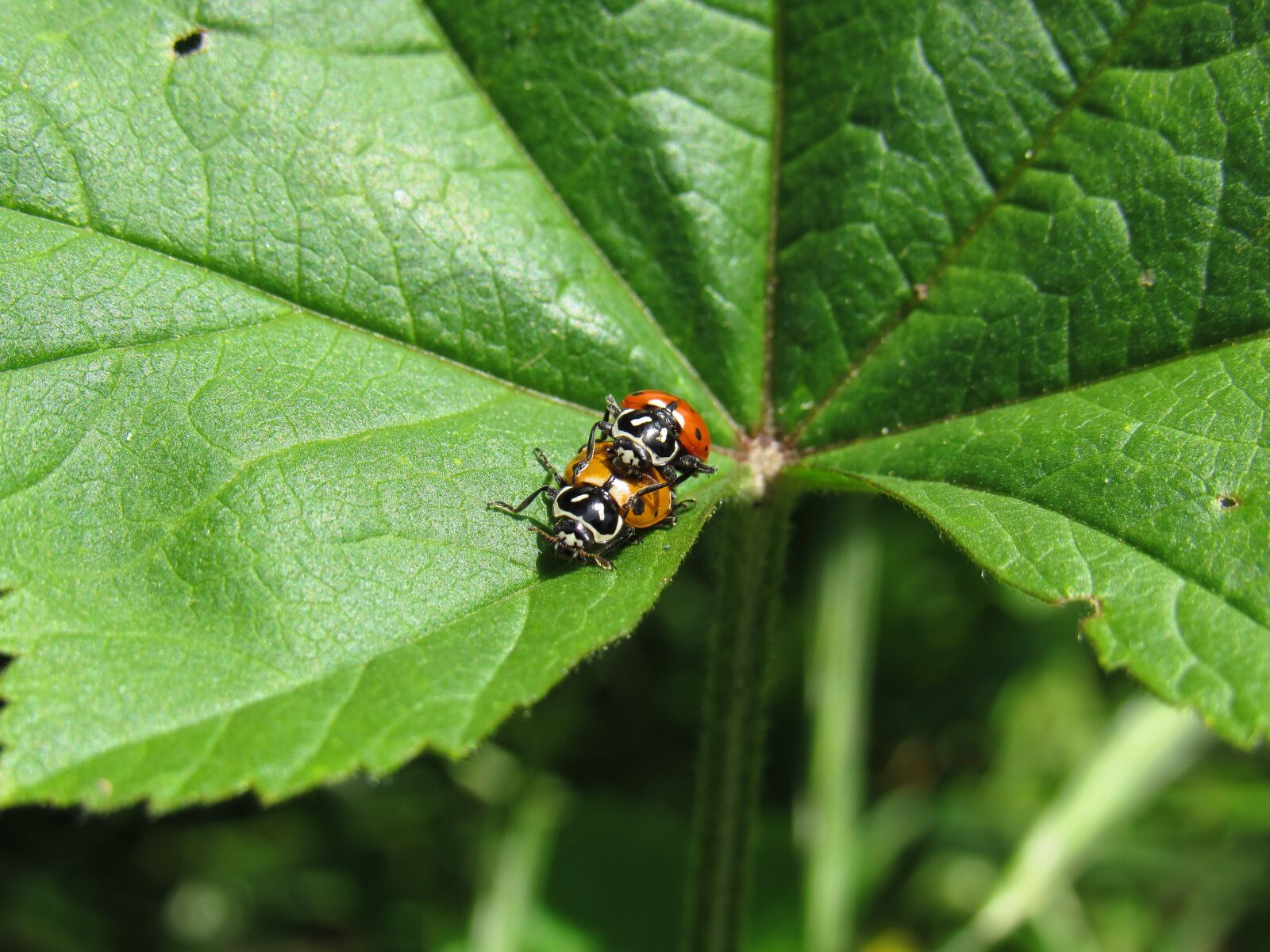 Canon PowerShot SX530 HS sample photo. First to review, mating photography