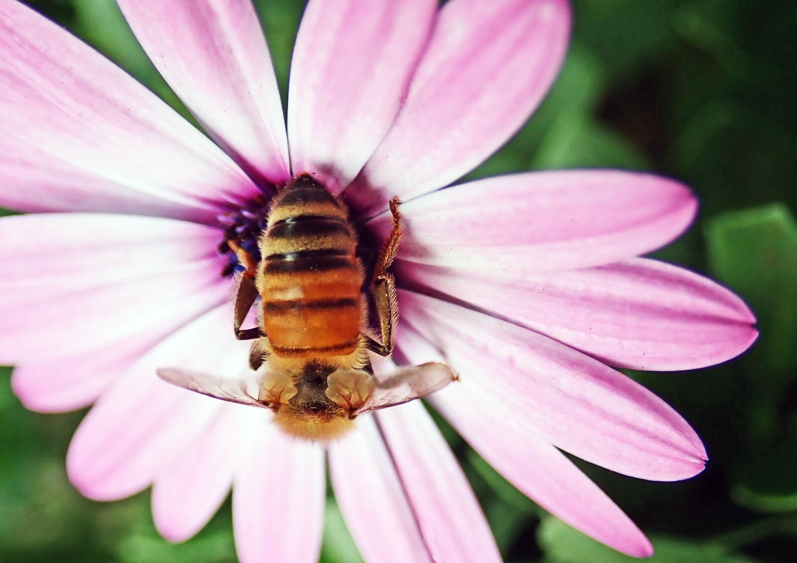 Olympus TG-5 sample photo. Bee, insect, pollen photography