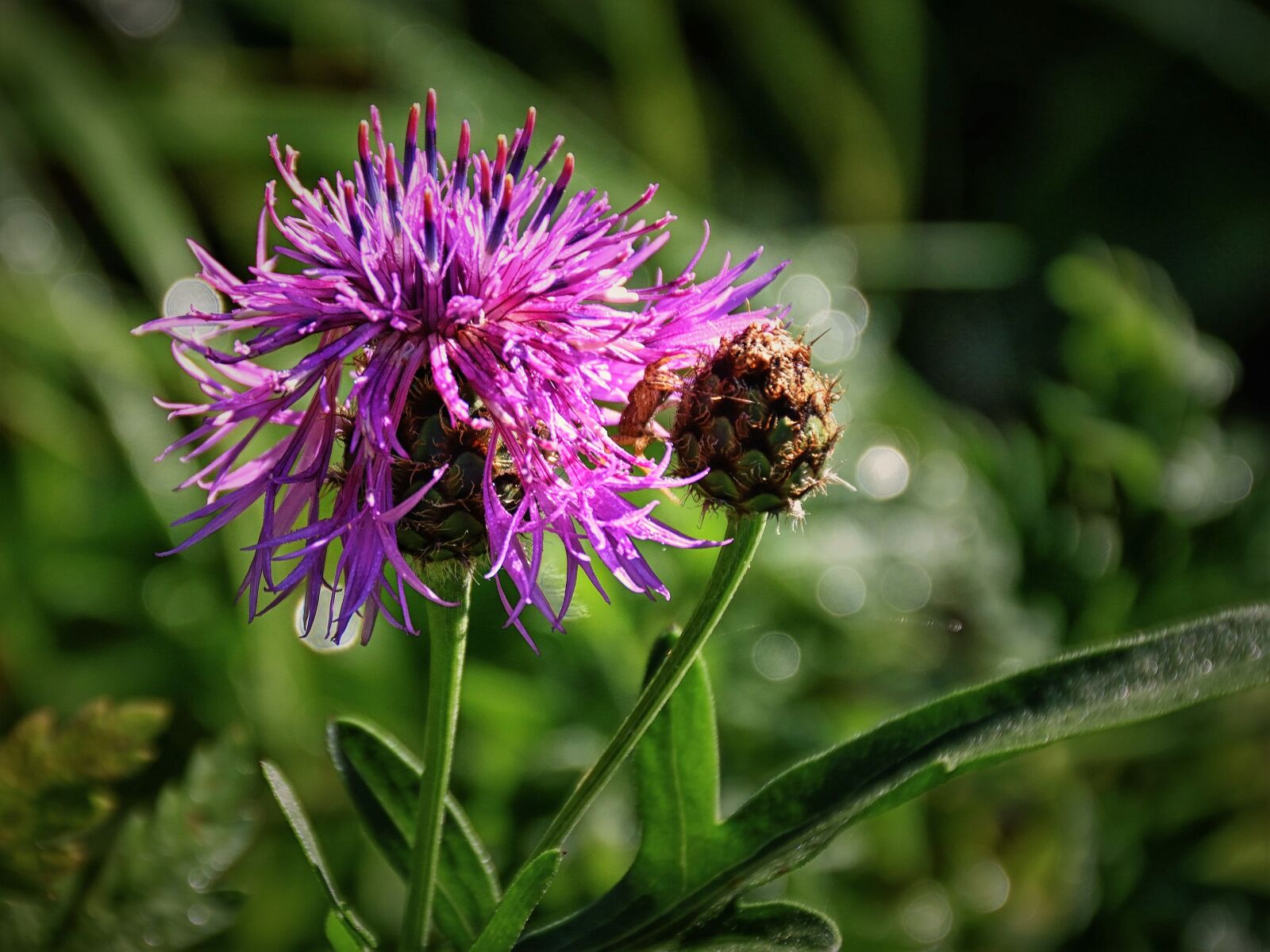 Nikon D5500 sample photo. Thistle, close up, blossom photography
