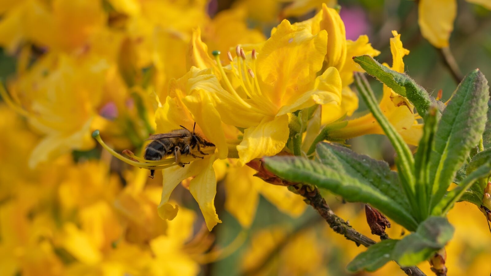 Canon EOS 80D + Canon EF 50mm F1.8 STM sample photo. Insect, spring, flower photography