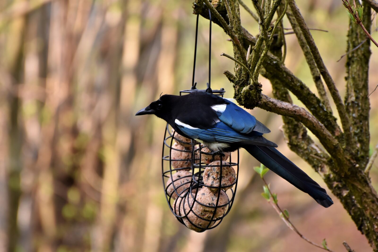 Nikon D7200 sample photo. Elster, raven bird, bird photography
