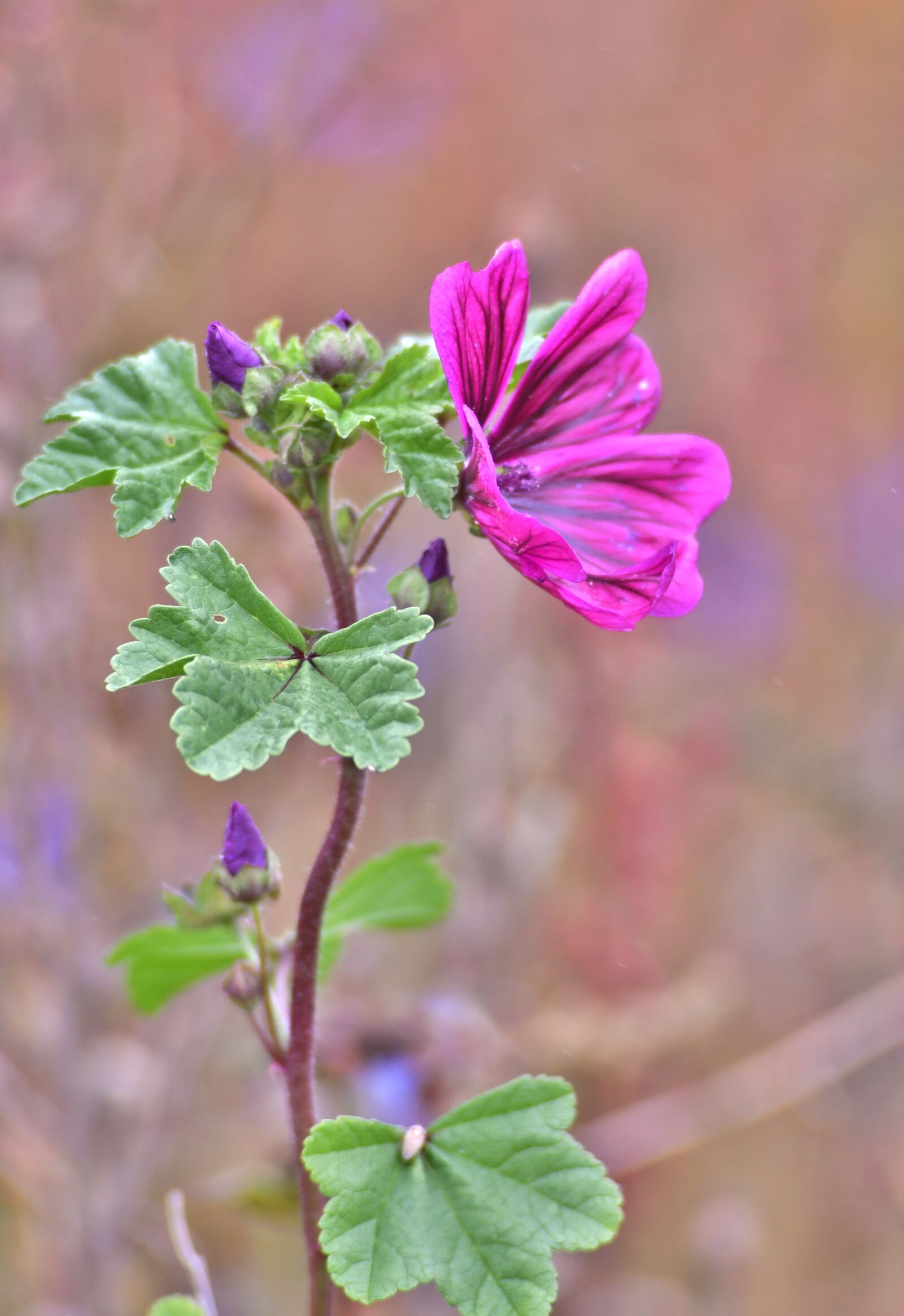Nikon D500 sample photo. Mallow, flower, flora photography