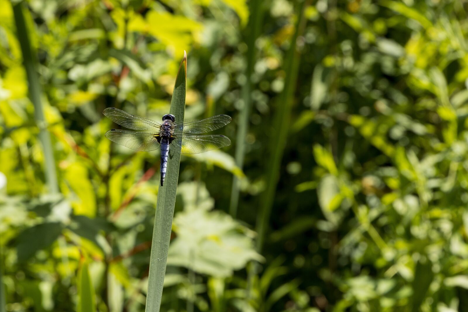 Canon EOS R sample photo. Dragonfly, east of the photography