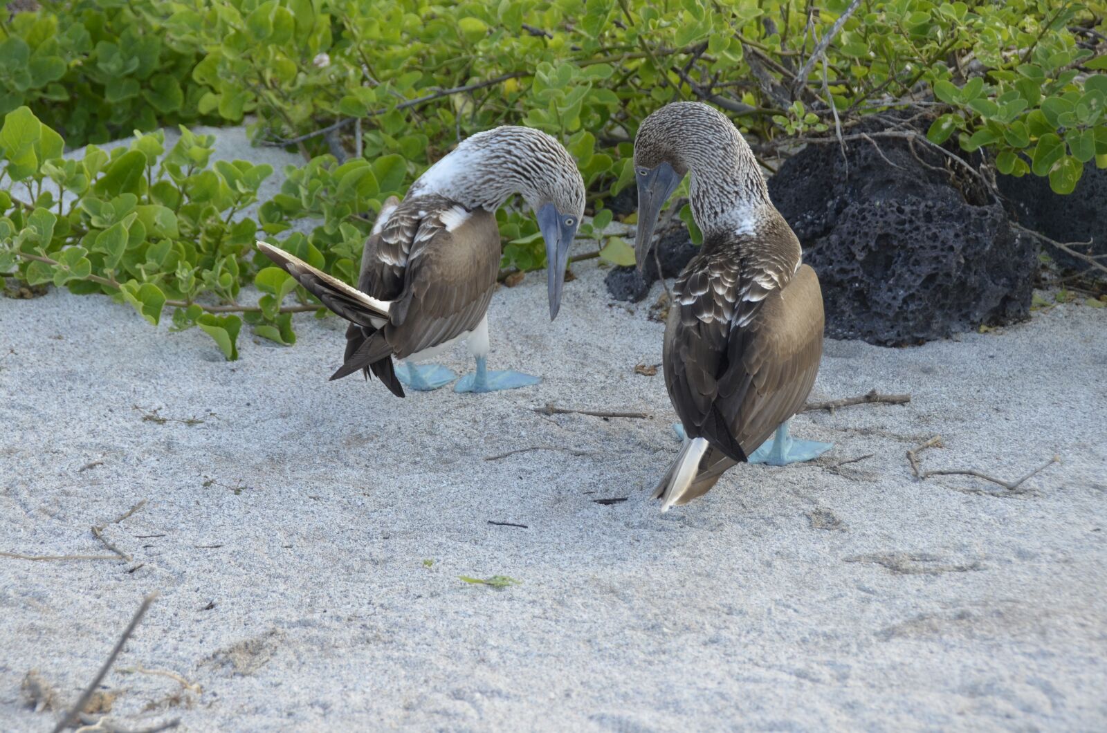 Nikon D5100 sample photo. Galapagos, blauwvoetgent, bird photography