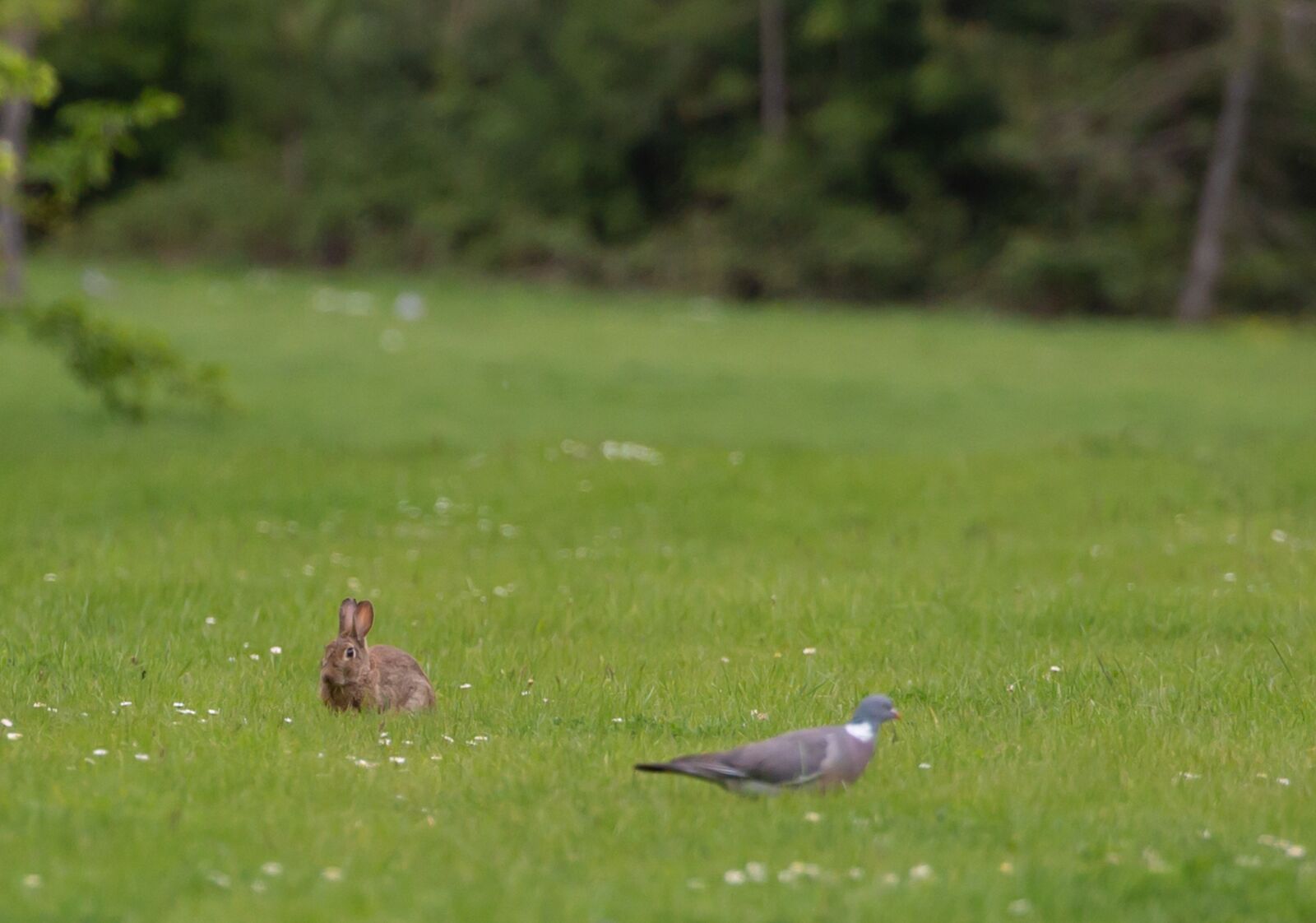 Canon EOS 5D Mark III sample photo. Wild rabbit in daisy photography
