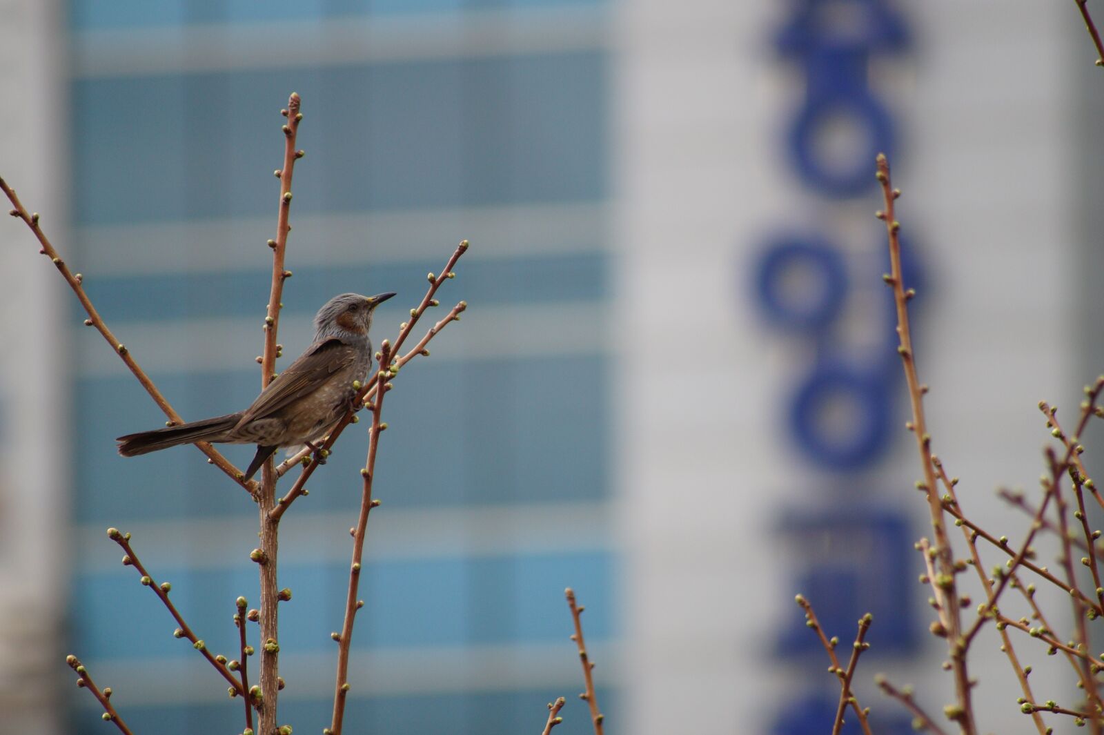 Sony SLT-A58 sample photo. New, migratory birds, birds photography