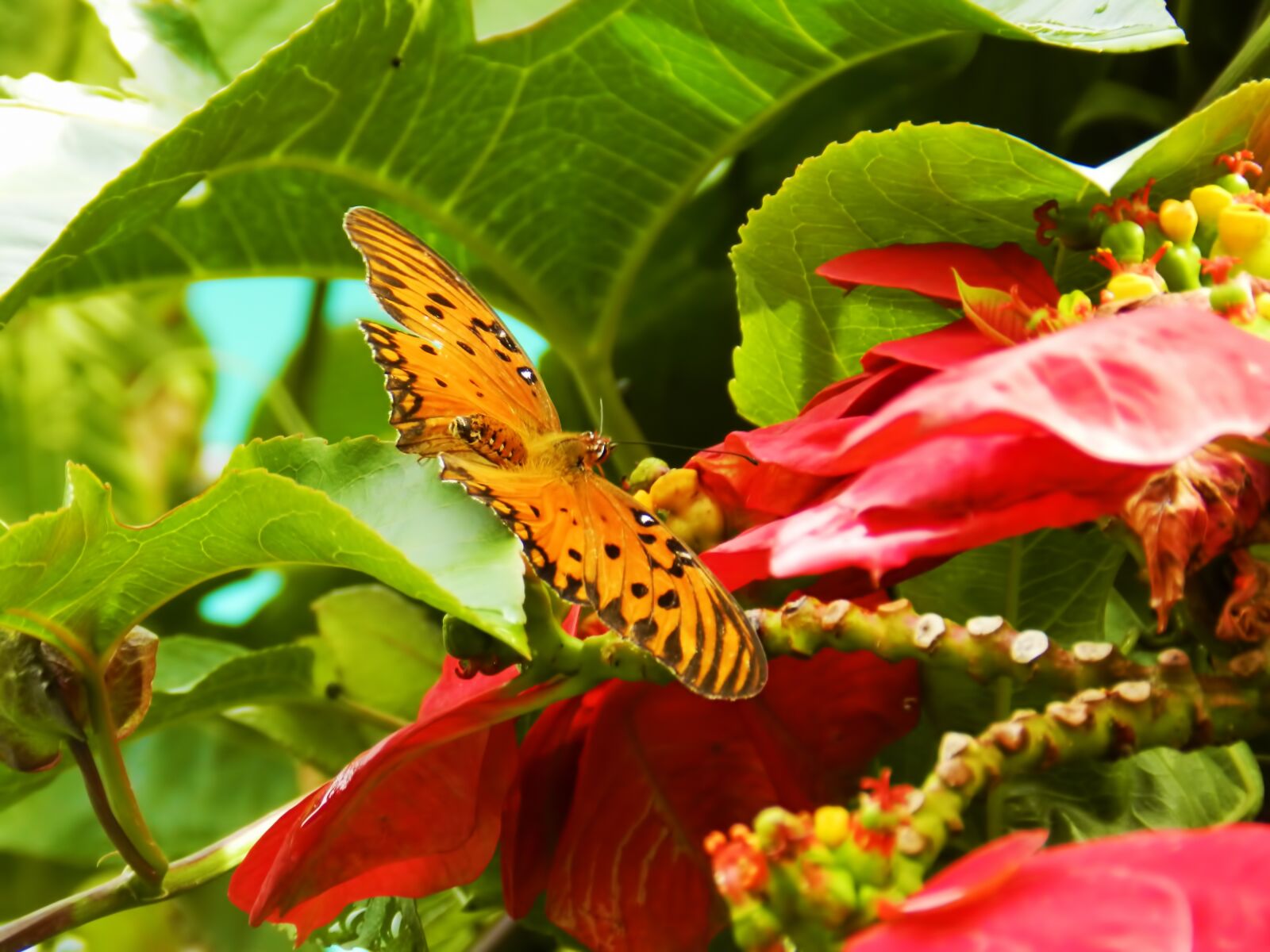 Nikon Coolpix P500 sample photo. Butterfly, flower, garden photography