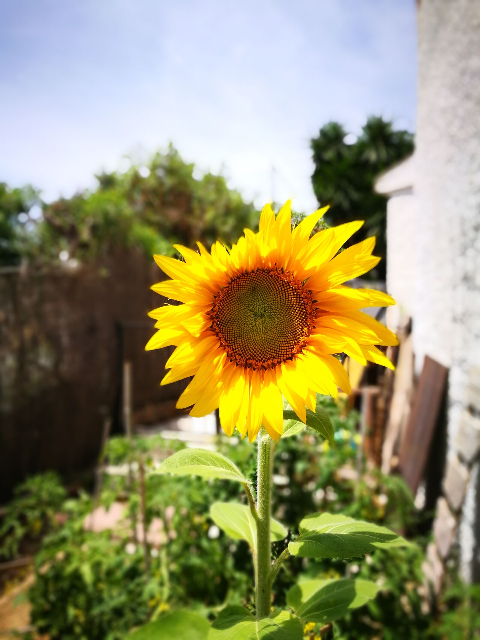 HUAWEI P9 sample photo. Nature, garden, green photography