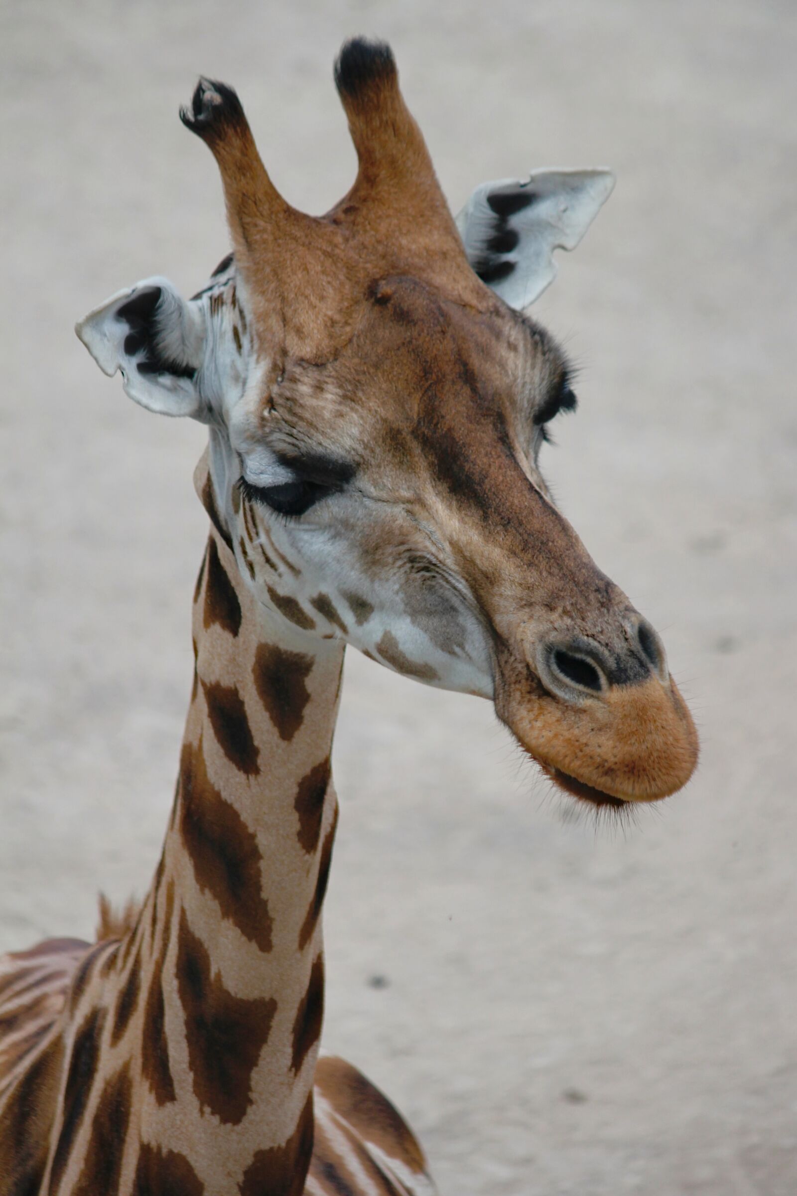 Canon EOS 550D (EOS Rebel T2i / EOS Kiss X4) sample photo. Giraffe, head, close up photography