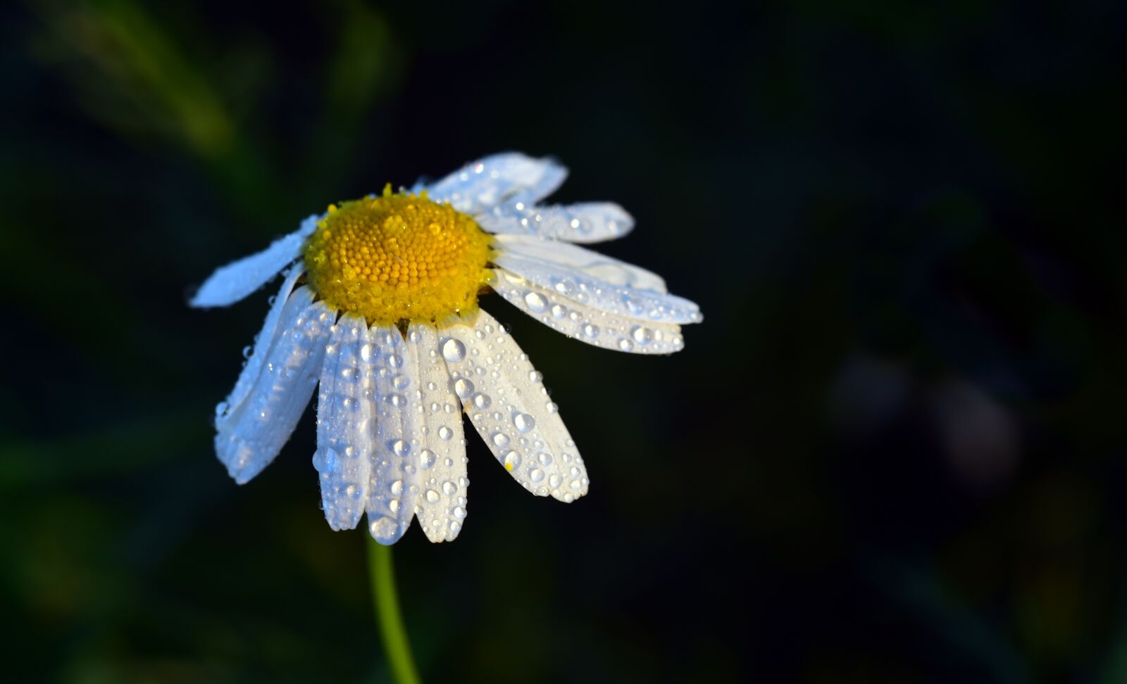 Nikon D750 sample photo. Blossom, bloom, basket flower photography