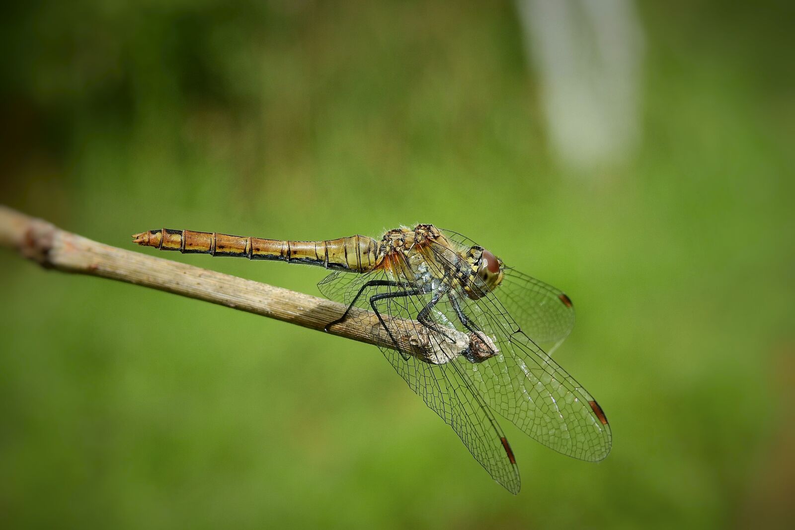 Nikon Coolpix P900 sample photo. Insect, ważka, nature photography