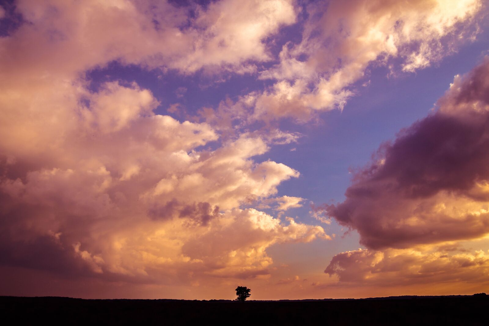 Canon EOS 60D sample photo. Sky, lonely, tree photography