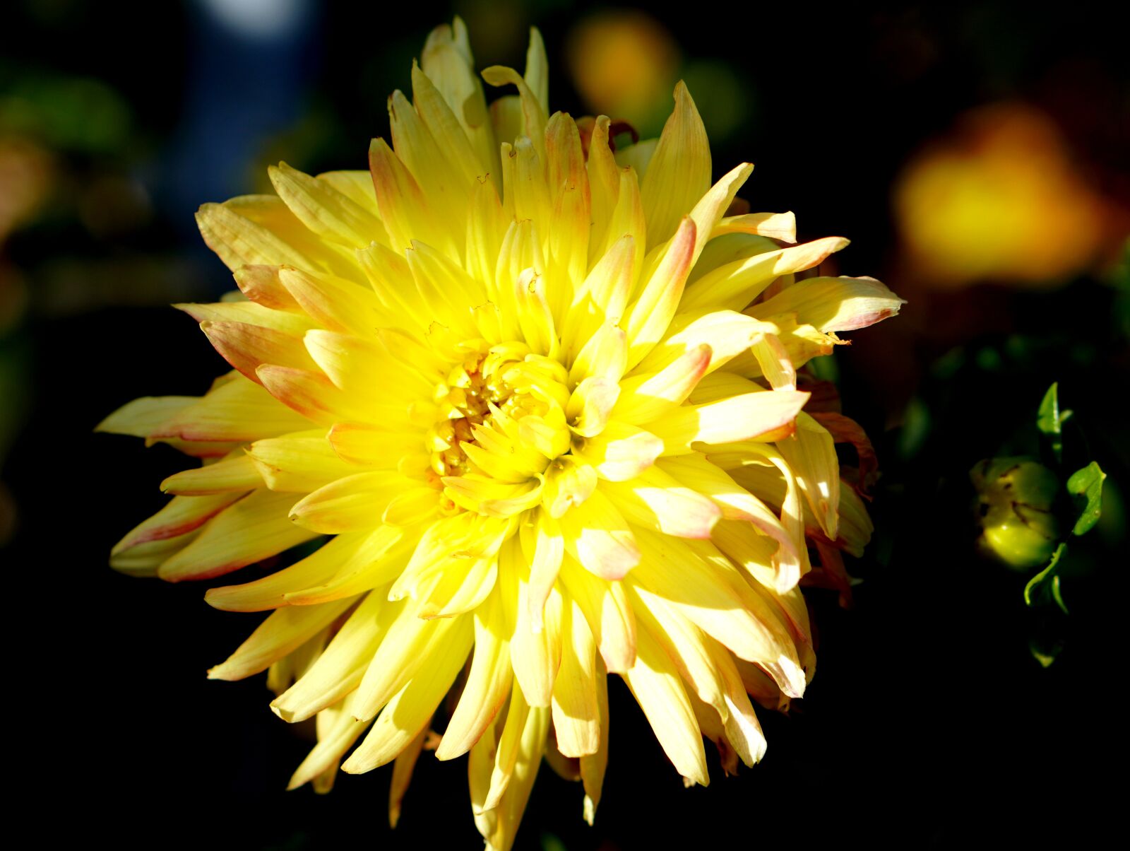 E 50mm F1.8 OSS sample photo. Dahlia, blossom, bloom photography