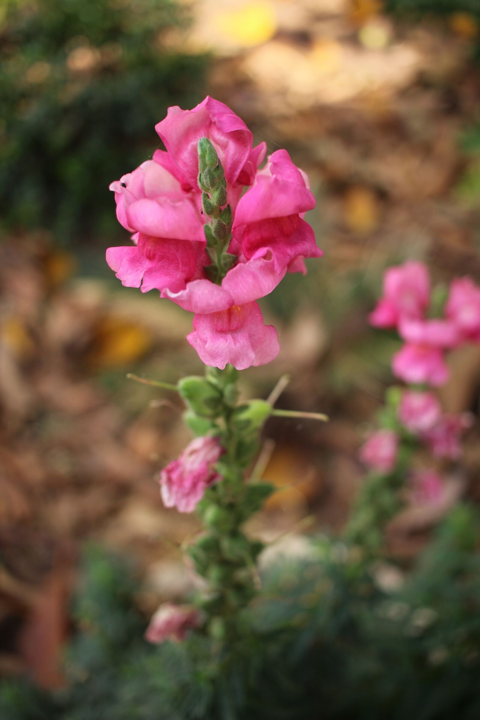 Canon EF-S 24mm F2.8 STM sample photo. Flower, nature, outdoors photography