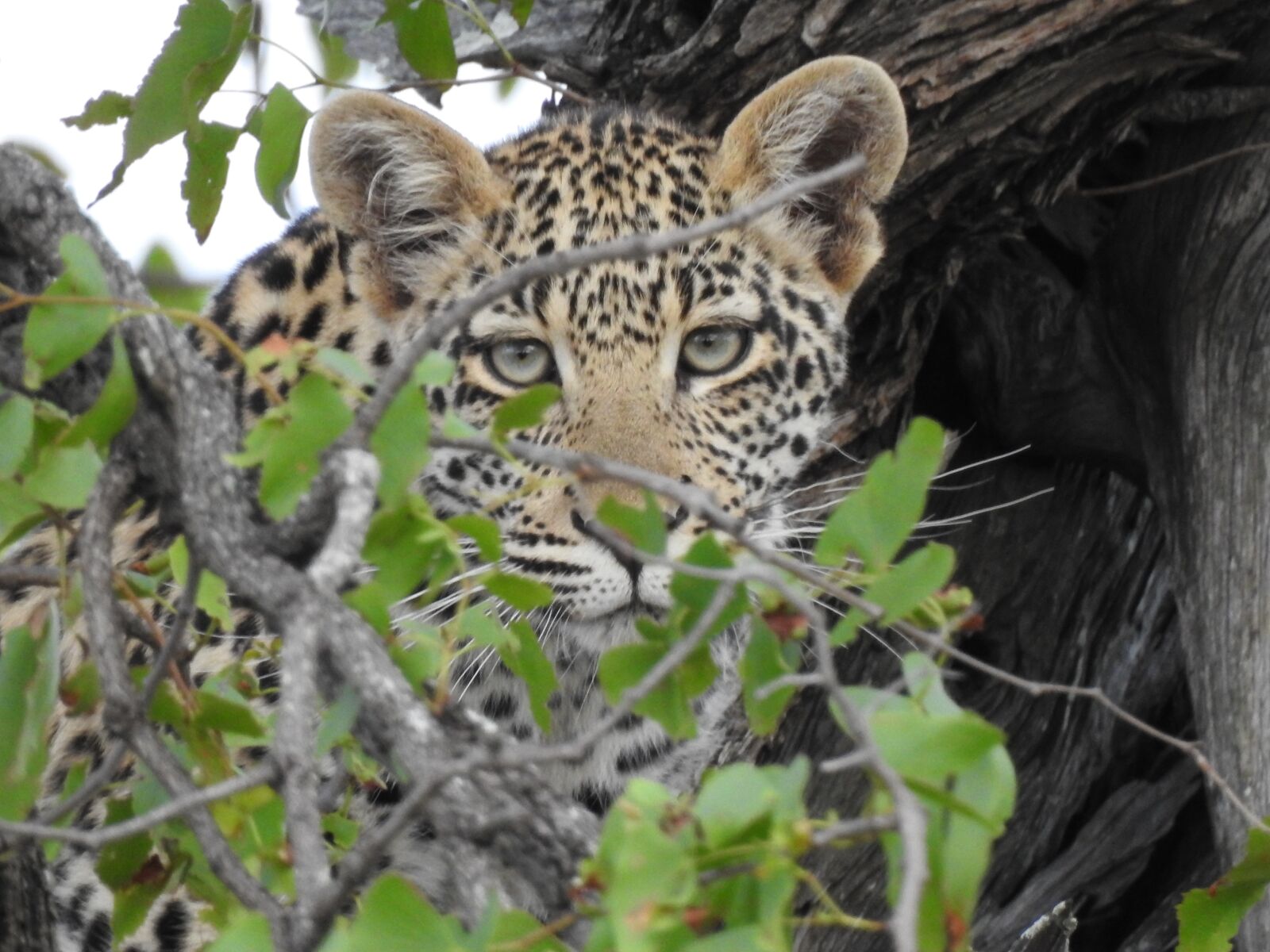 Nikon Coolpix P900 sample photo. Leopard, south africa, wild photography