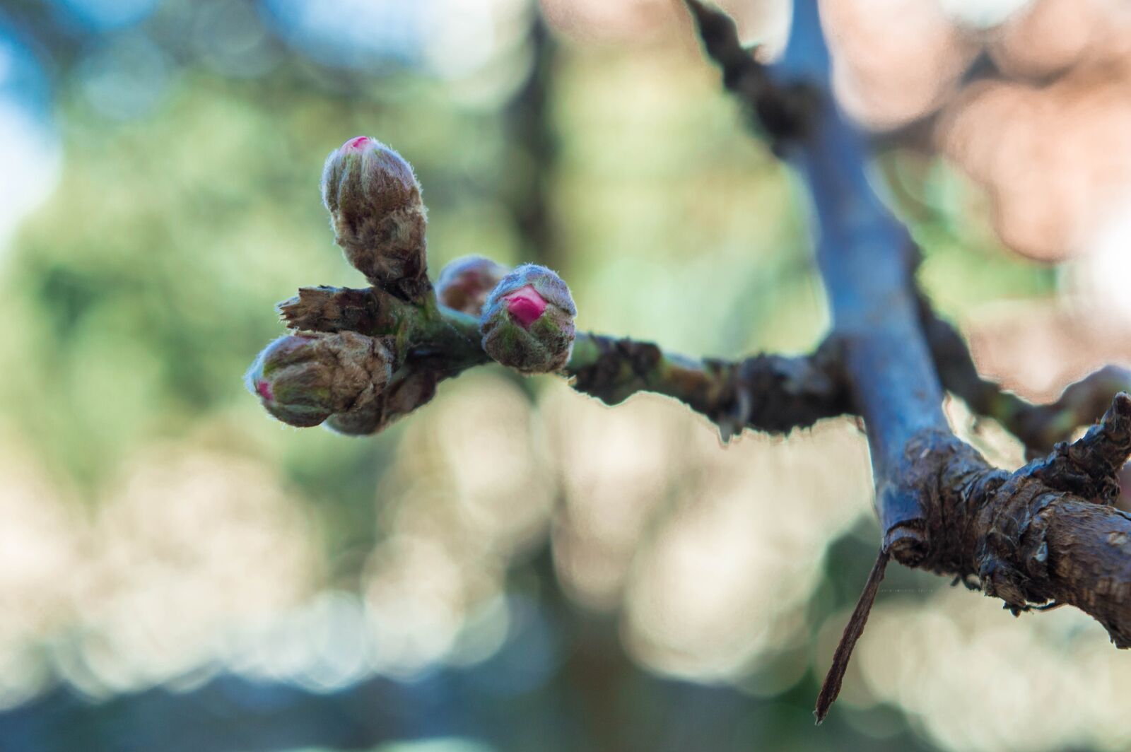 Nikon D3200 sample photo. Nature, green, flower photography