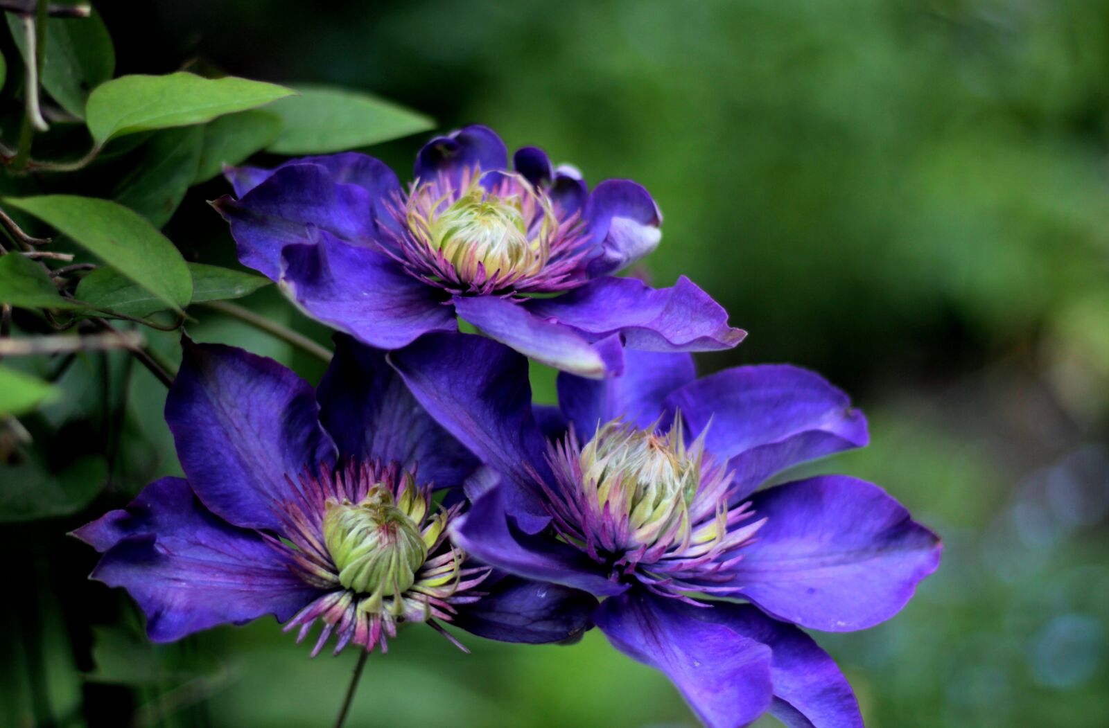 Canon EOS 600D (Rebel EOS T3i / EOS Kiss X5) + Canon EF 50mm F1.8 STM sample photo. Clematis multi blue, blue photography
