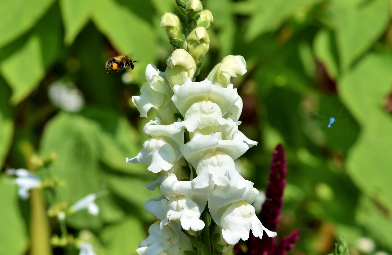 Nikon D7200 sample photo. Loewenmaeulchen, snapdragon, flower photography