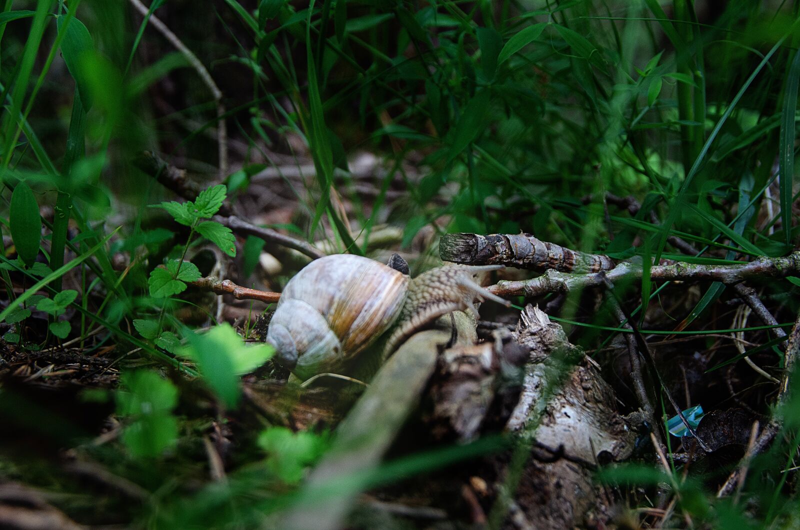 Nikon D7000 sample photo. Snail, forest, wild photography
