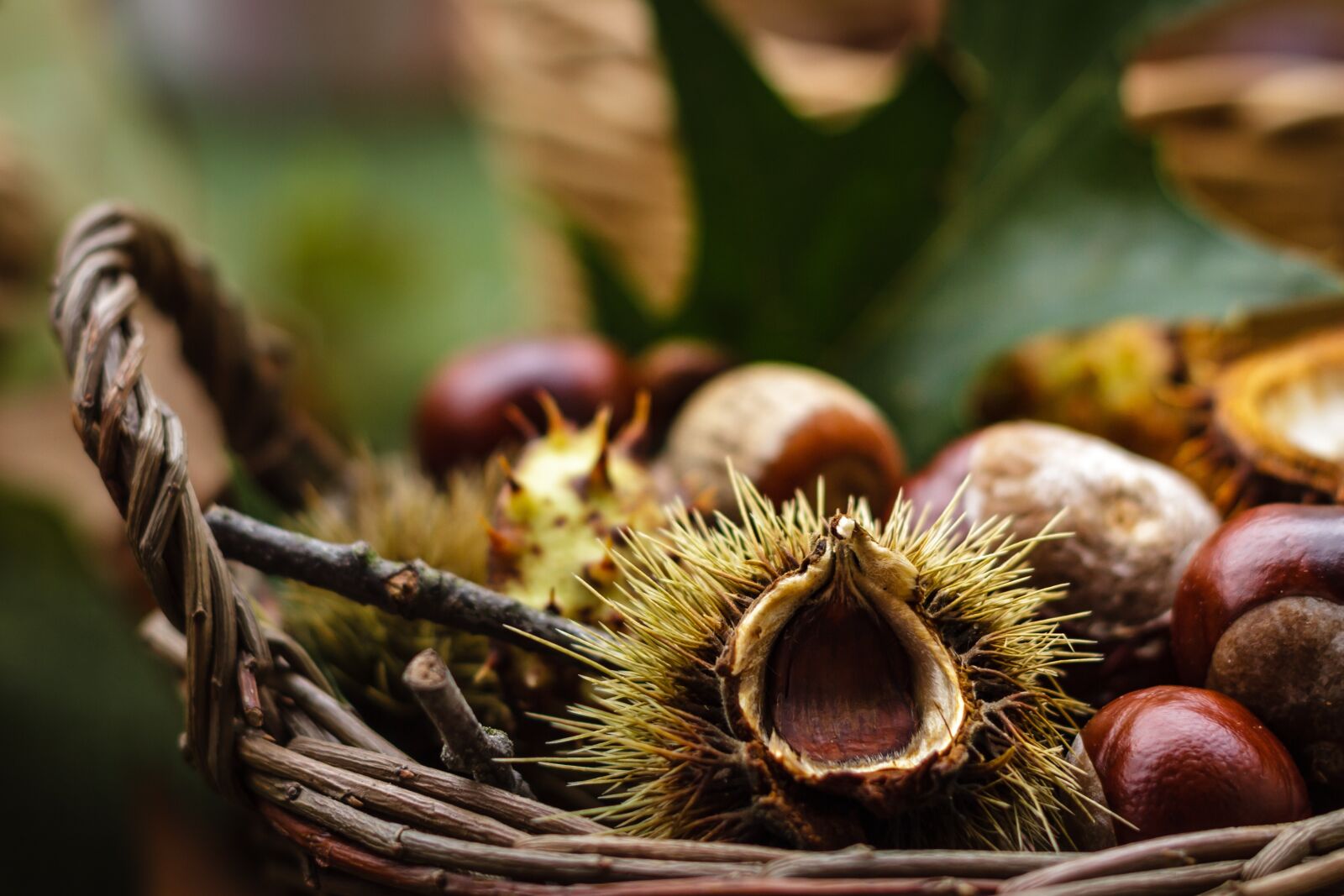 Canon EOS 7D + Canon EF 50mm F1.8 II sample photo. Castanea, chestnut, fruit photography