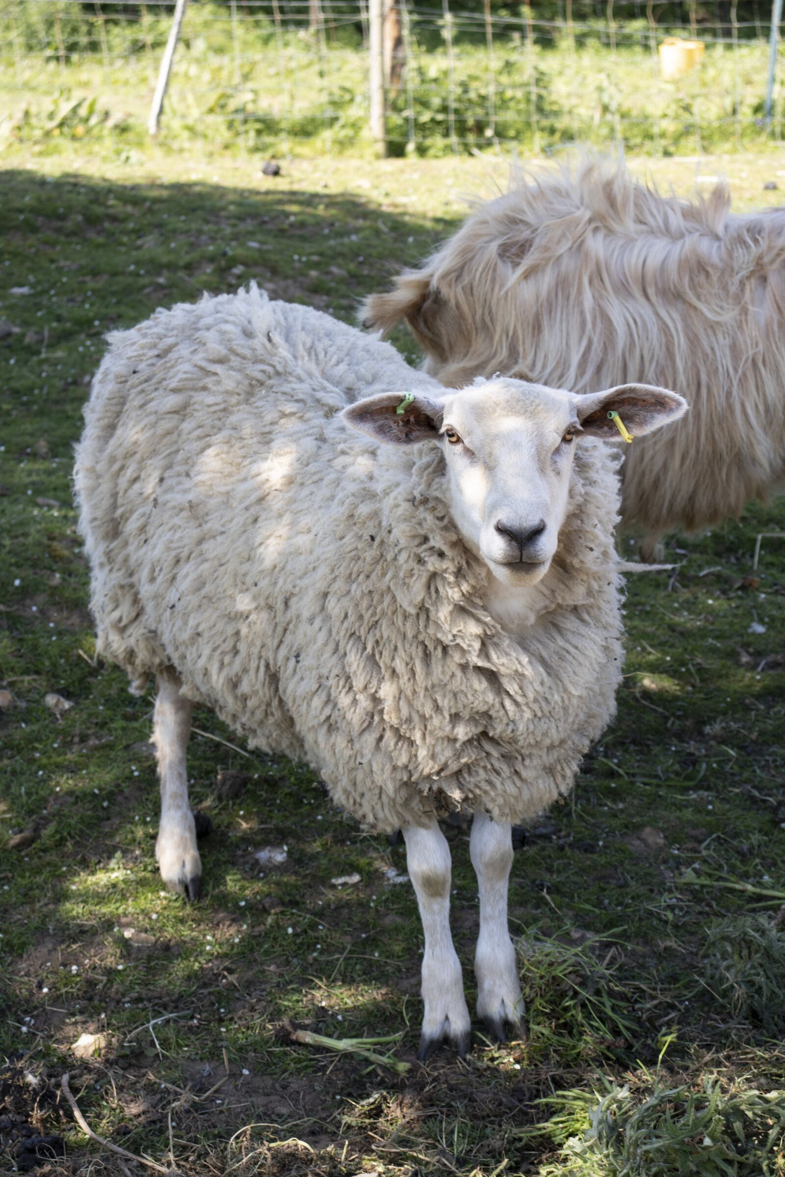 Canon EOS 760D (EOS Rebel T6s / EOS 8000D) + Canon EF-S 18-55mm F4-5.6 IS STM sample photo. Sheep, lamb, farm photography