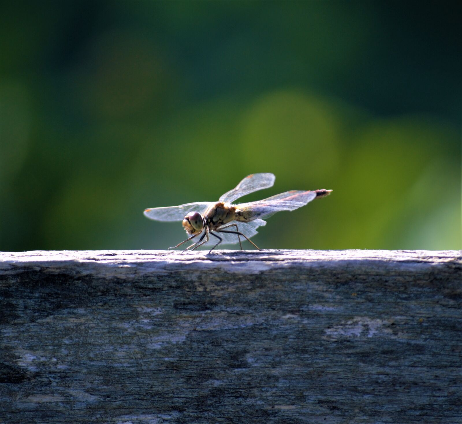 Nikon D3200 sample photo. Dragonfly, lonely, summer photography