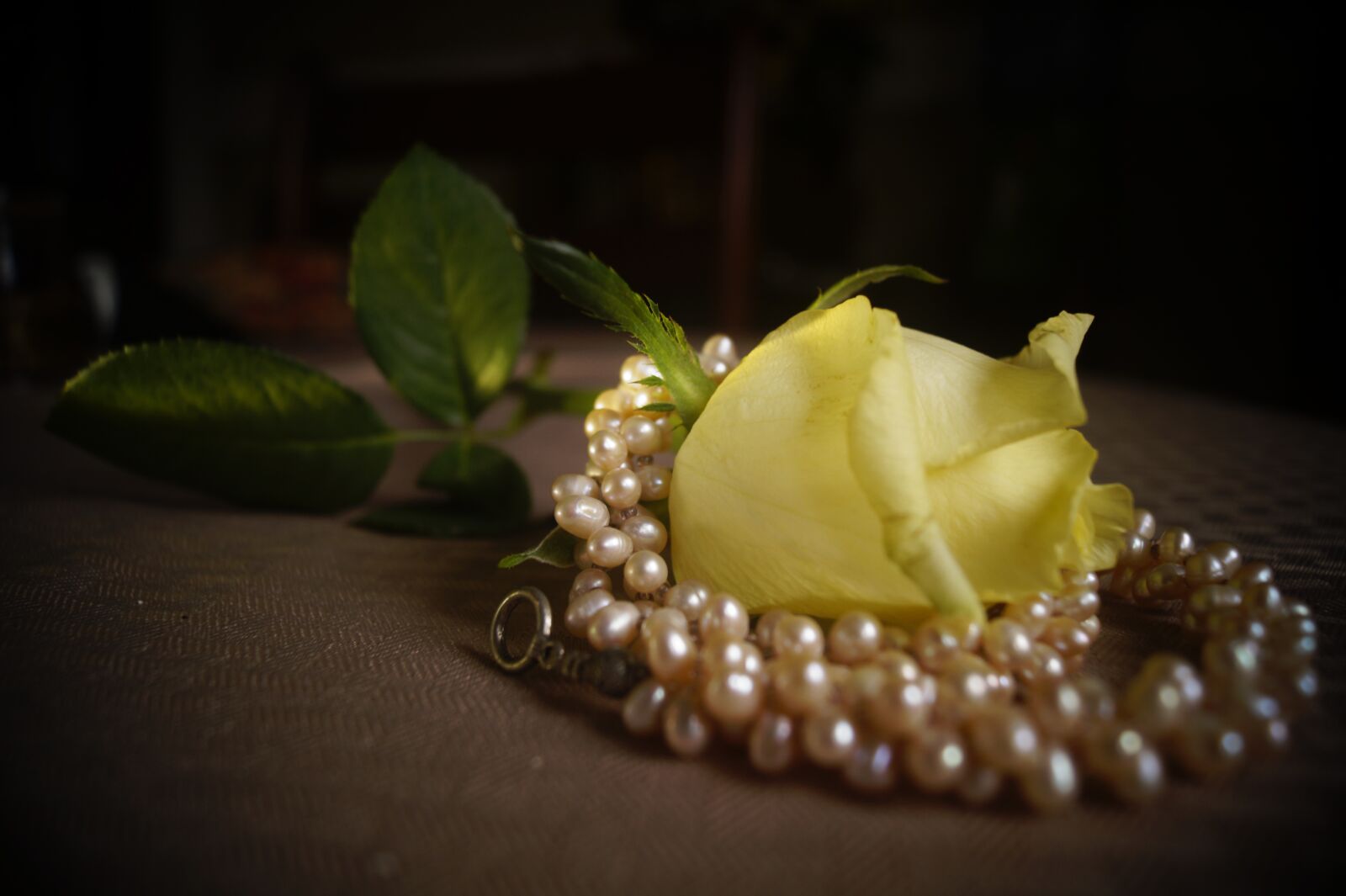 Sony DT 18-55mm F3.5-5.6 SAM II sample photo. Flower, love, rose photography