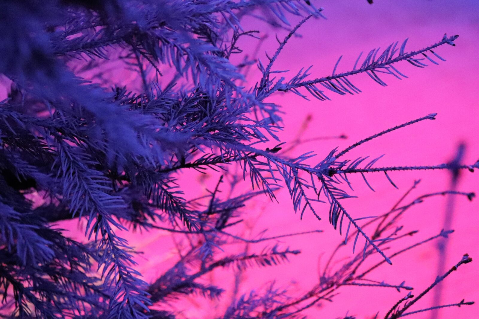 Canon EOS 200D (EOS Rebel SL2 / EOS Kiss X9) sample photo. Fir, decoration, winter photography