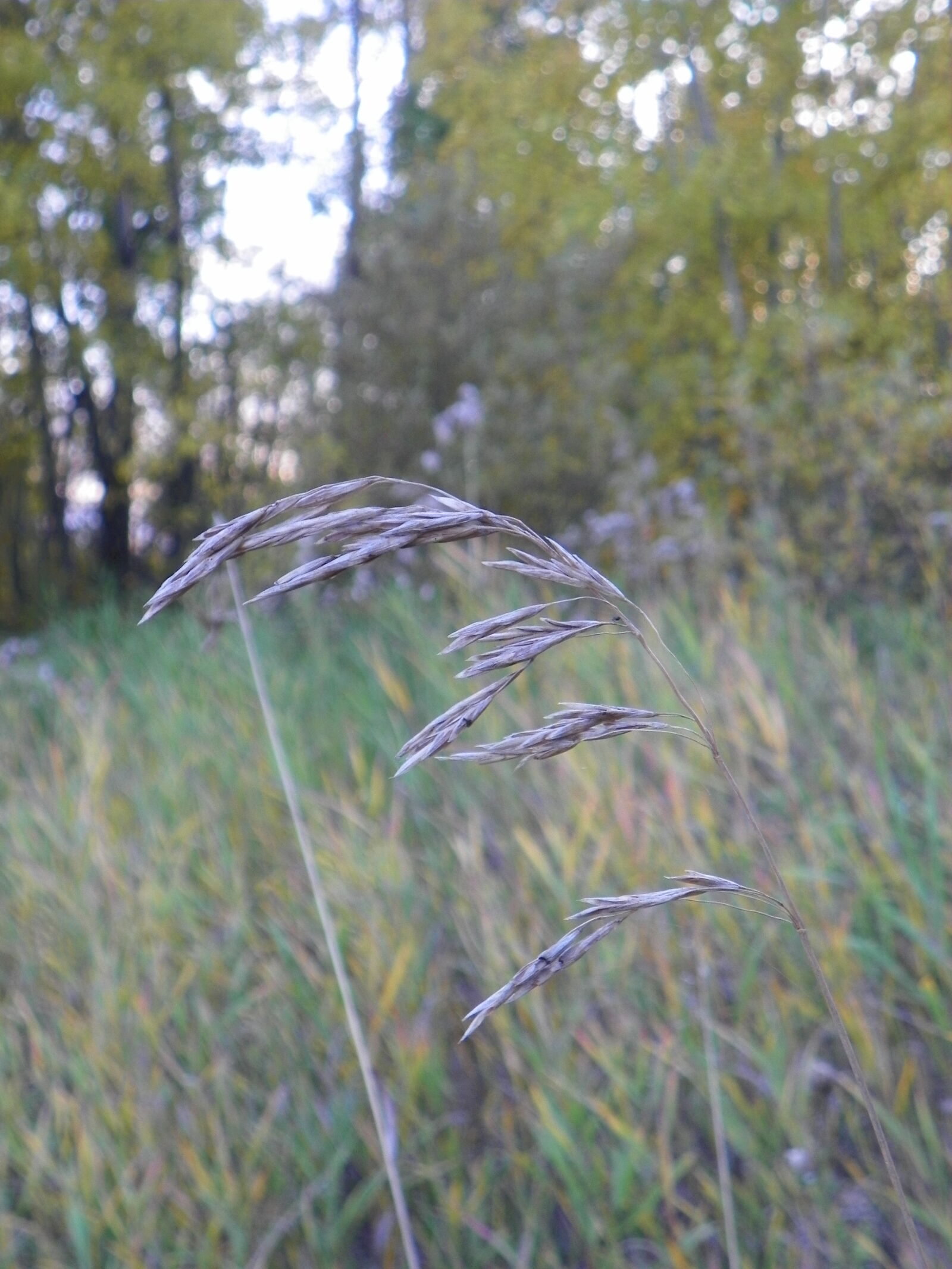 Kodak EasyShare Z981 sample photo