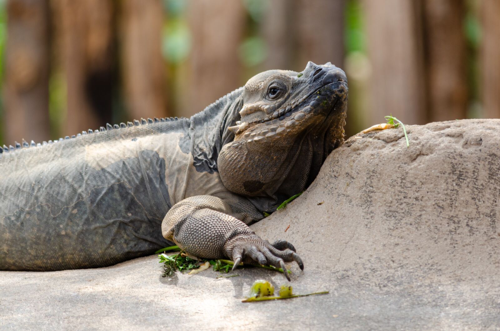 Nikon D7000 sample photo. La ferme aux crocodilles photography