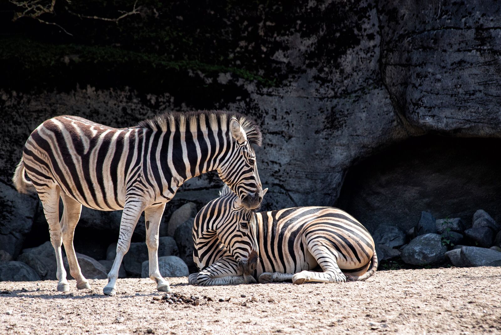 Canon EF 70-300mm F4-5.6 IS USM sample photo. Zebra, mammal, animal photography