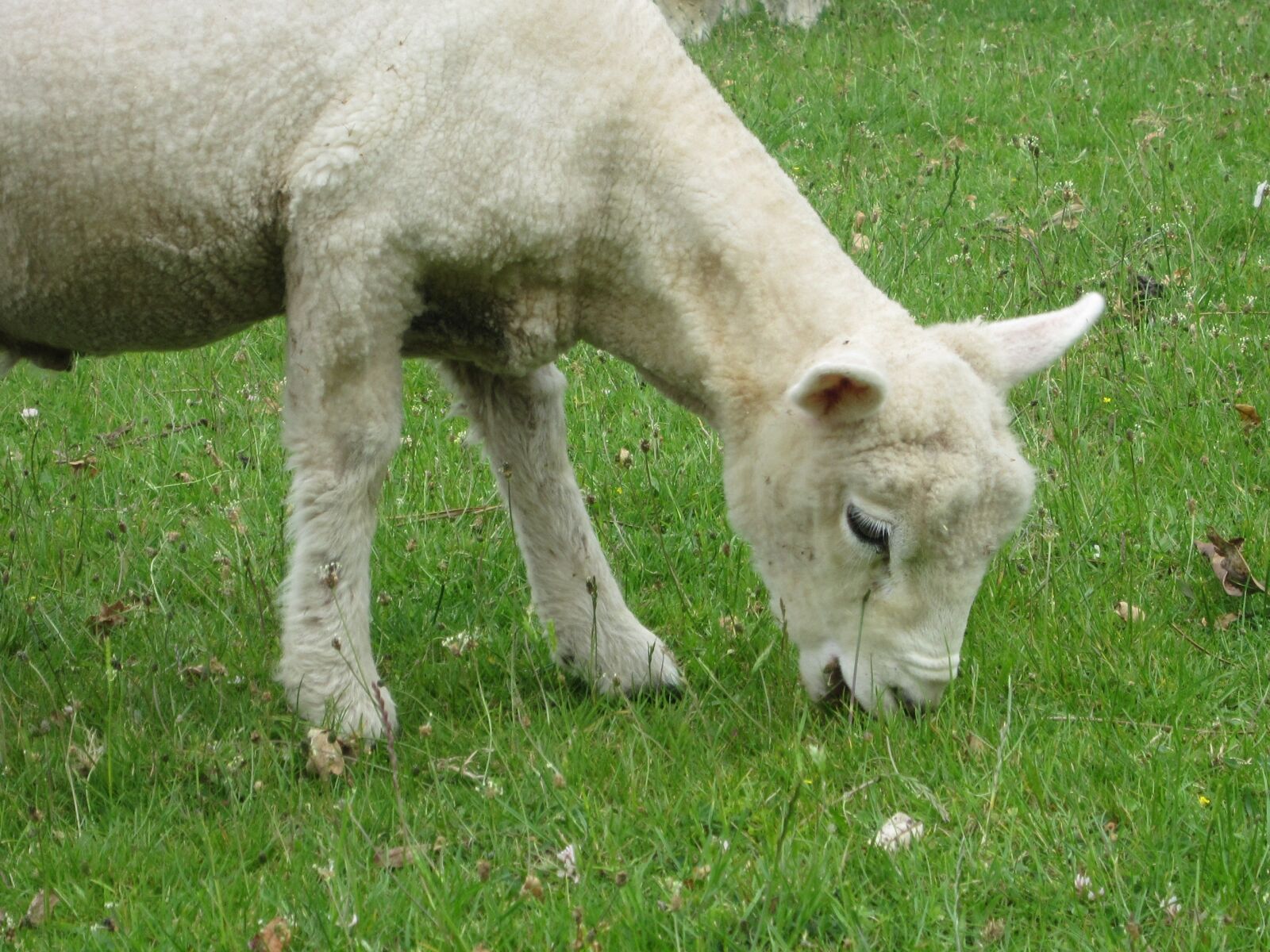 Canon PowerShot SD960 IS (Digital IXUS 110 IS / IXY Digital 510 IS) sample photo. Lamb eating, baby lamb photography