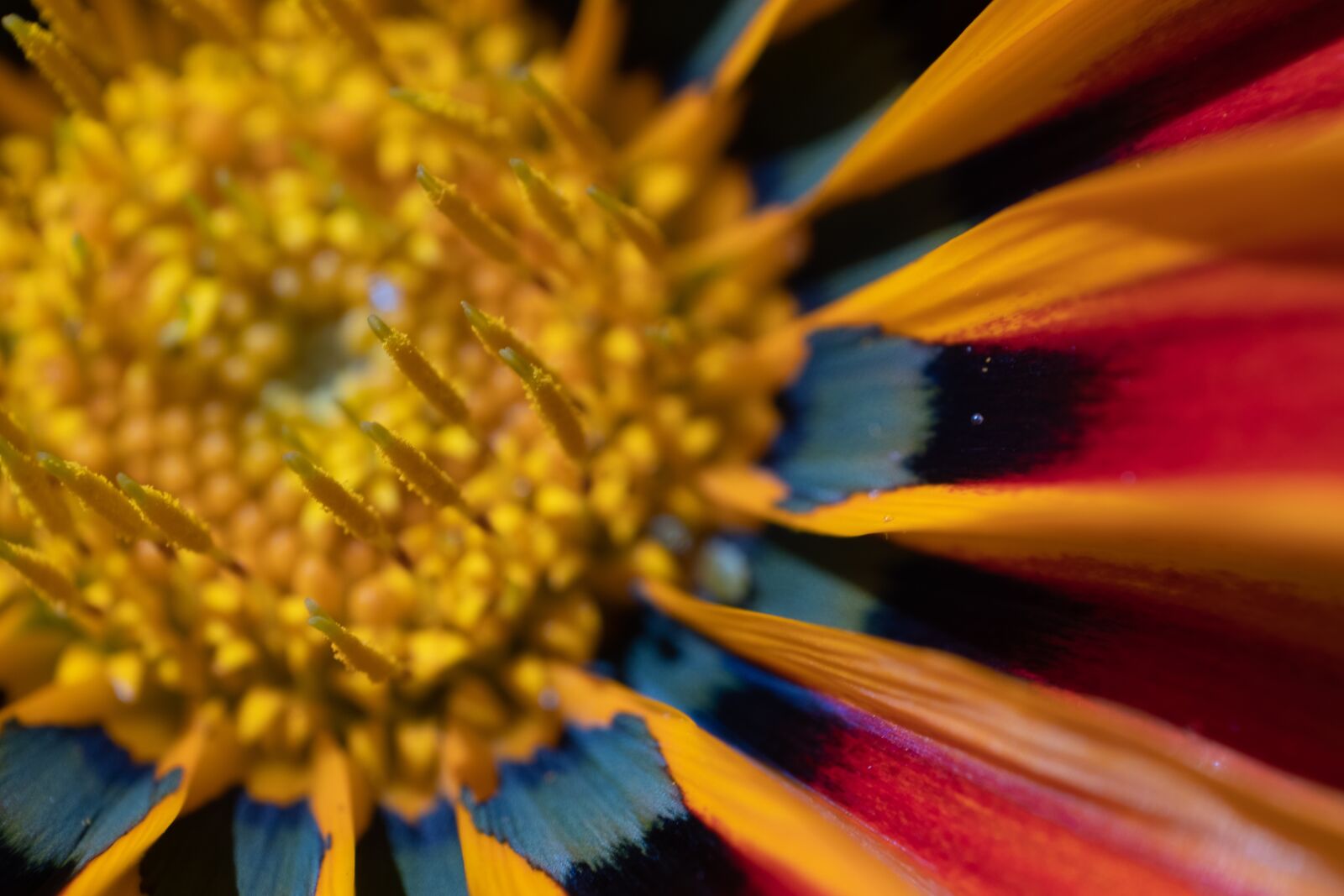 Fujifilm X-H1 sample photo. Colors, flower, macro photography