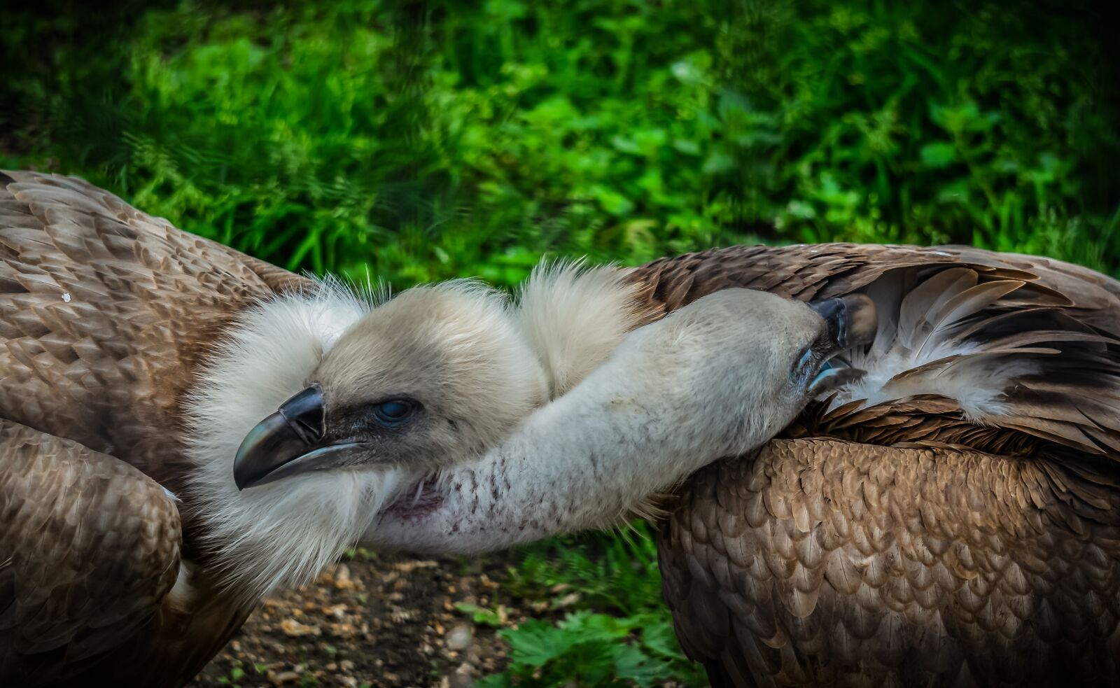 Sony E 55-210mm F4.5-6.3 OSS sample photo. Vulture, bird, animal photography