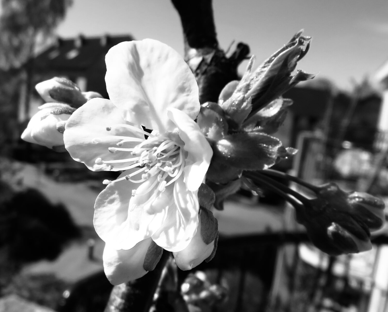 Canon PowerShot SX700 HS sample photo. Blossom, cherry, cherry blossom photography