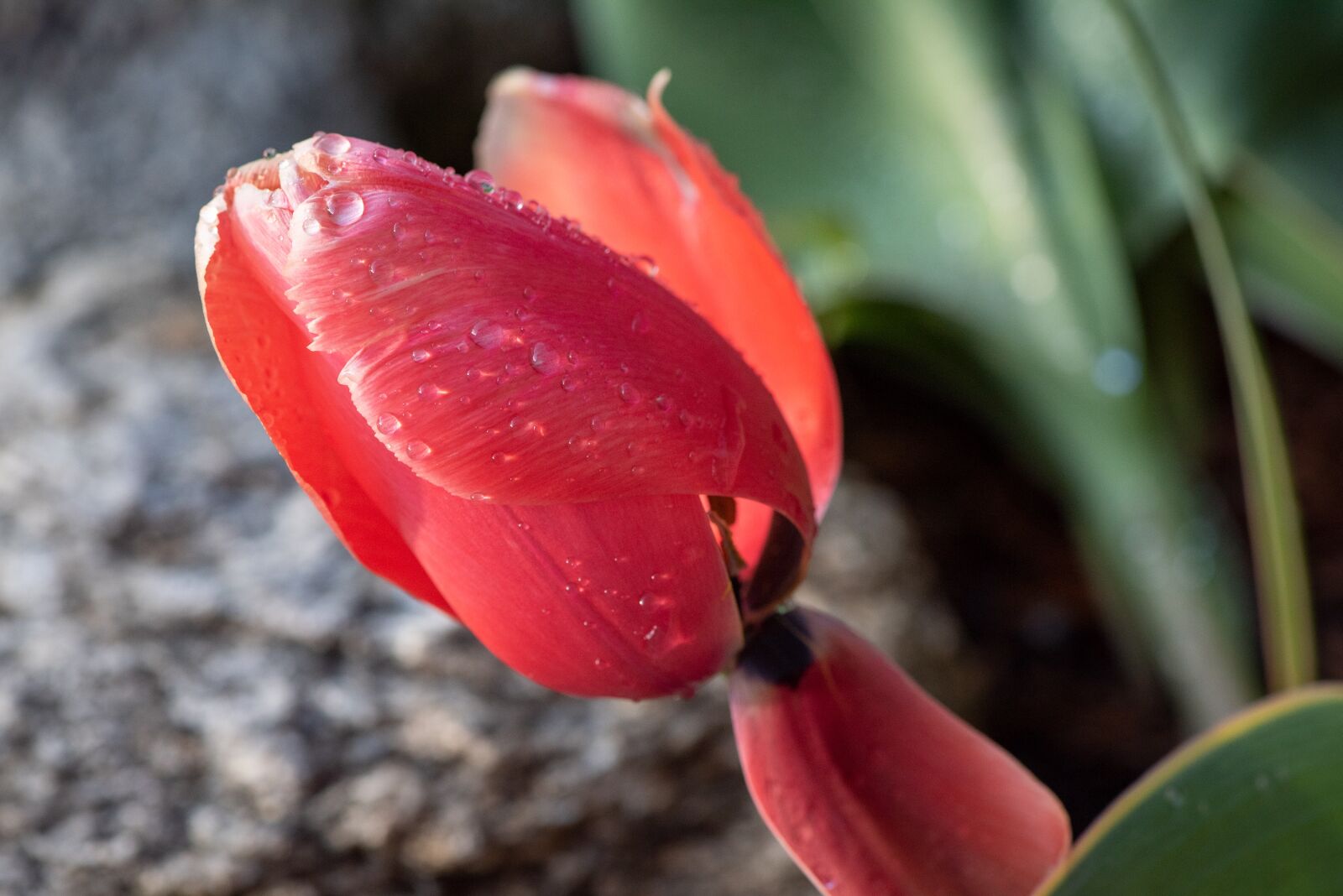 Nikon D750 sample photo. Tulip, blossom, bloom photography
