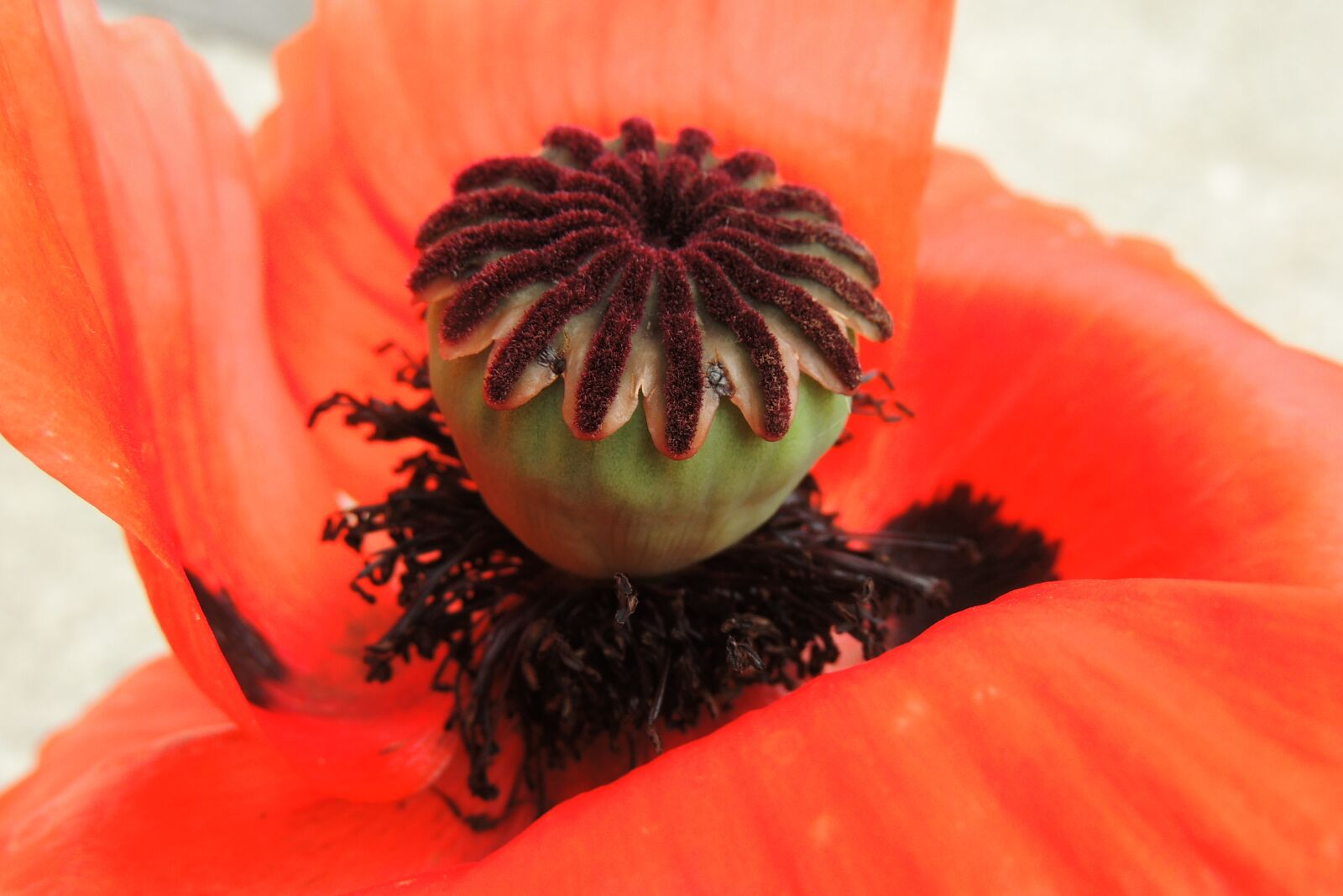 Nikon Coolpix P510 sample photo. Poppy, poppy capsule, poppy photography